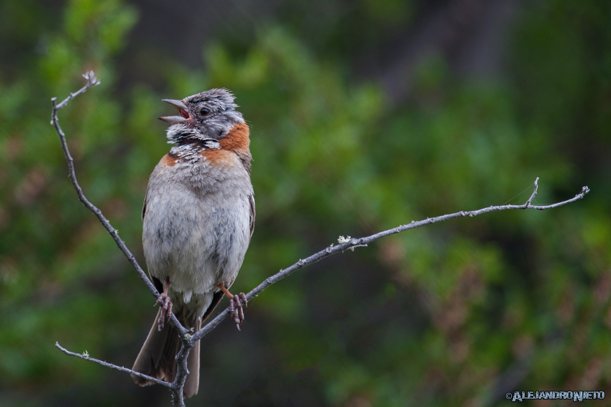 Canon EOS-1D Mark III sample photo. Chingolo (zonotrichia capensis) photography