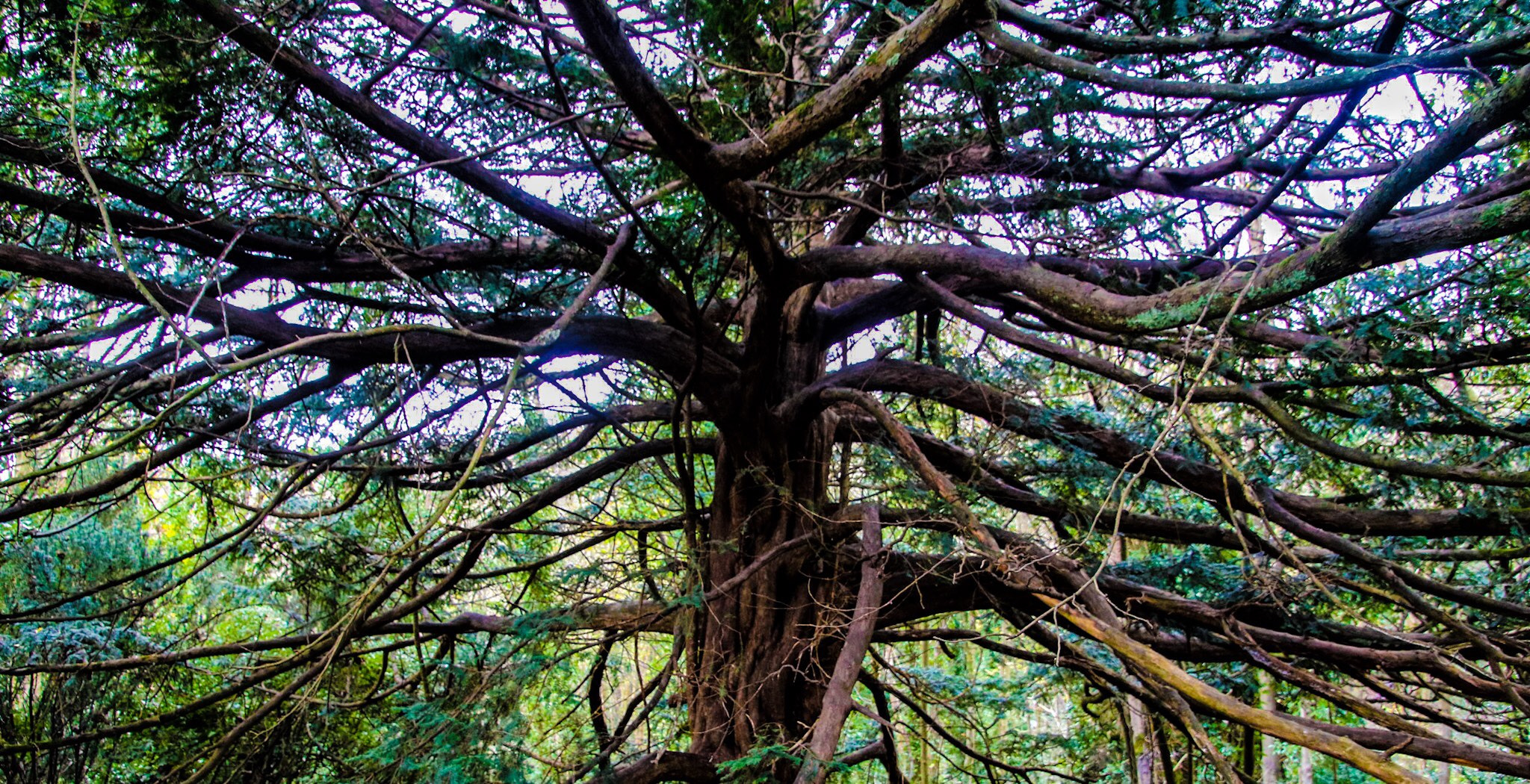 Canon EOS 760D (EOS Rebel T6s / EOS 8000D) sample photo. Tree of life photography