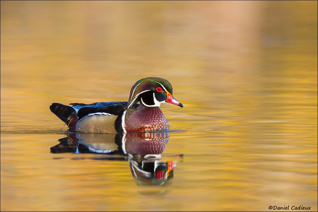Canon EF 500mm F4L IS II USM sample photo. Male wood duck on yellow. photography