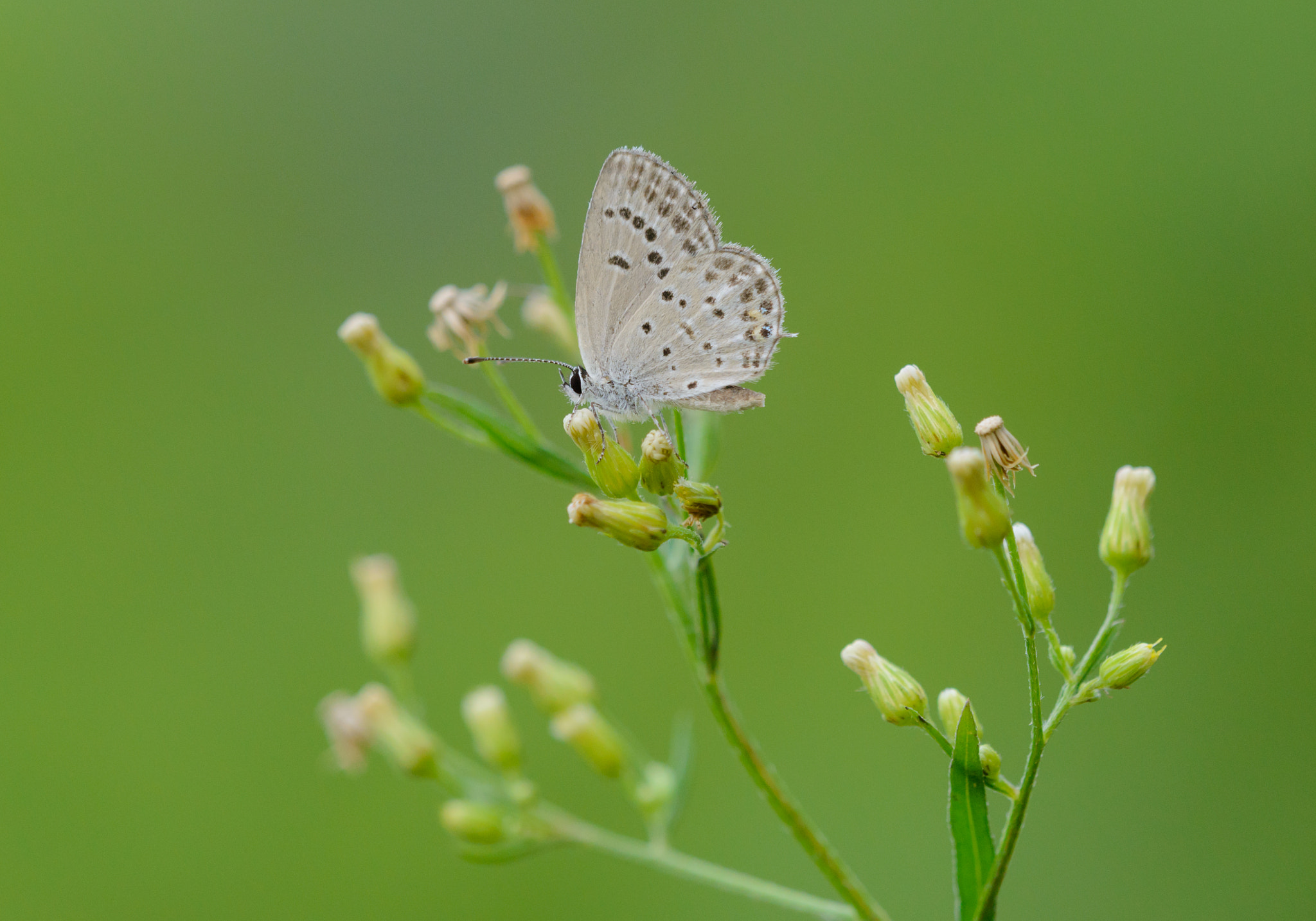 Sigma 150mm F2.8 EX DG Macro HSM sample photo. Small butterfly photography