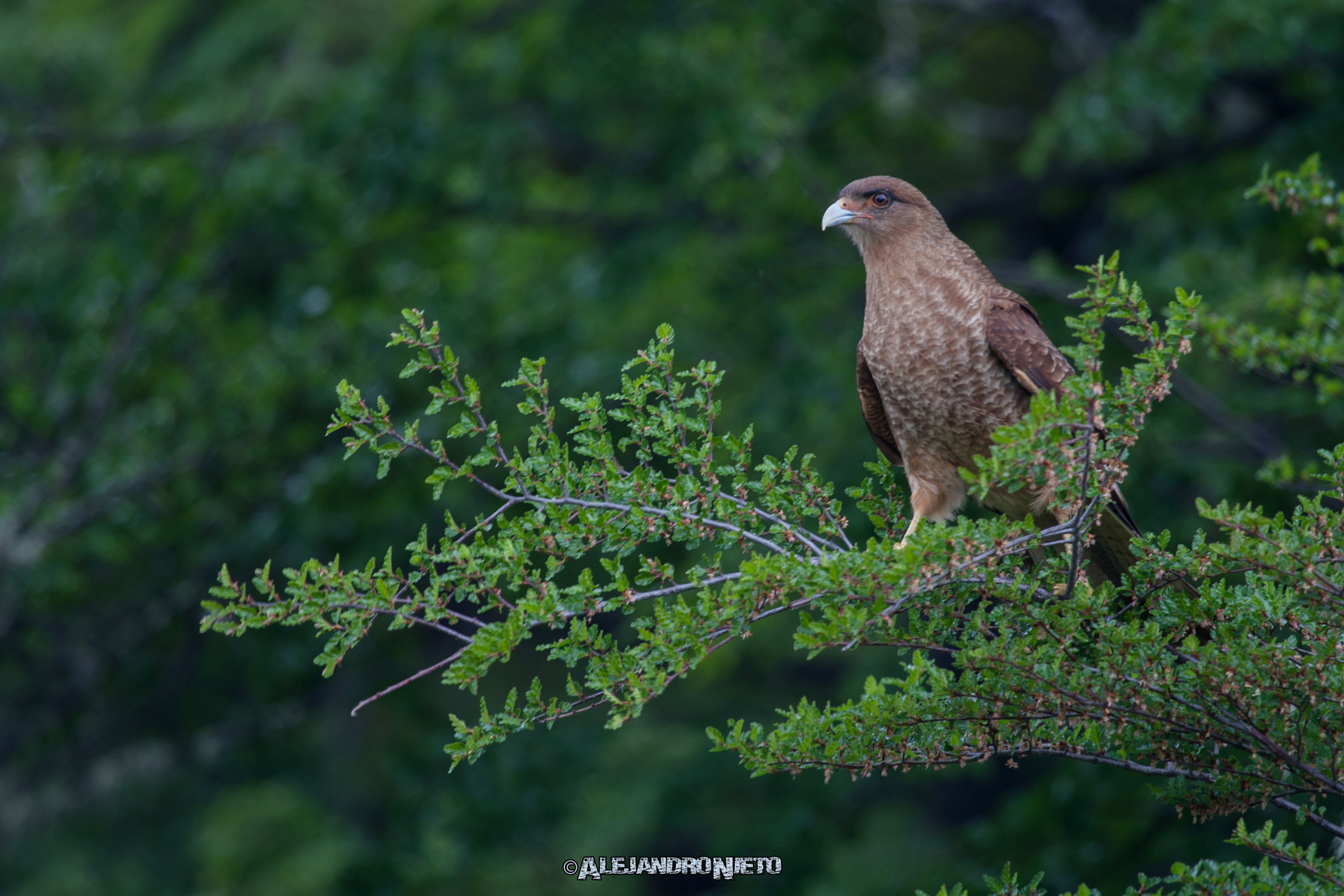 Canon EOS-1D Mark III sample photo. Chimango (milvago chimango) photography