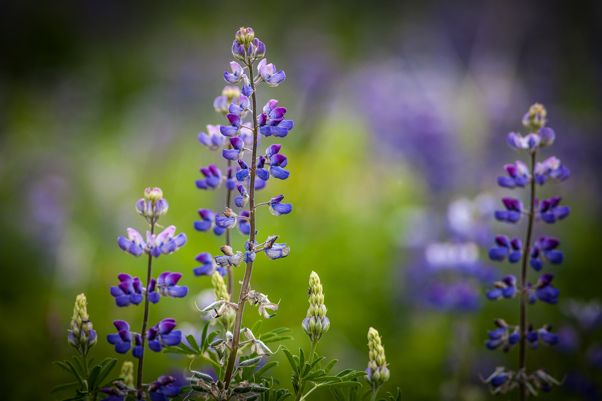 Canon EOS 5D Mark II + Canon EF 400mm F5.6L USM sample photo. Fireweed photography