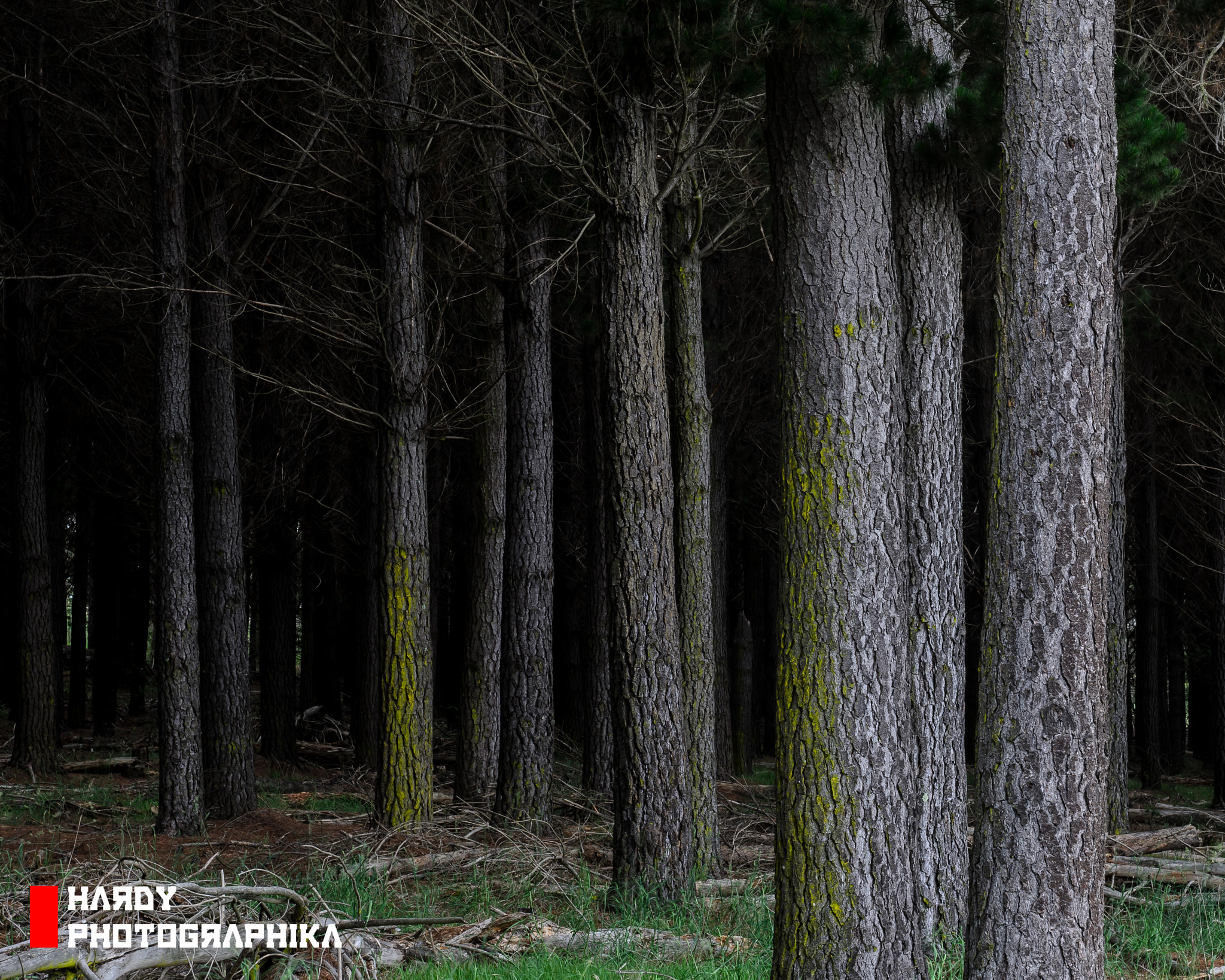 Nikon D7000 + AF Zoom-Nikkor 35-70mm f/2.8D sample photo. Walcha school forest photography