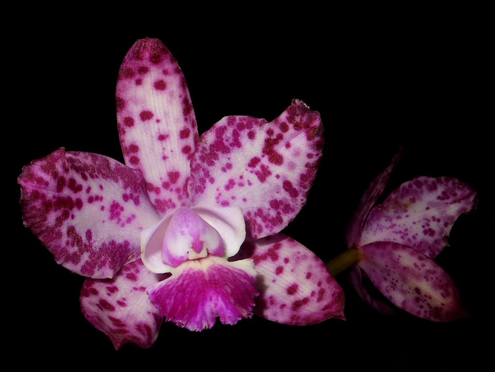 FujiFilm FinePix F500 EXR (FinePix F505 EXR) sample photo. 'queen' cattleya photography
