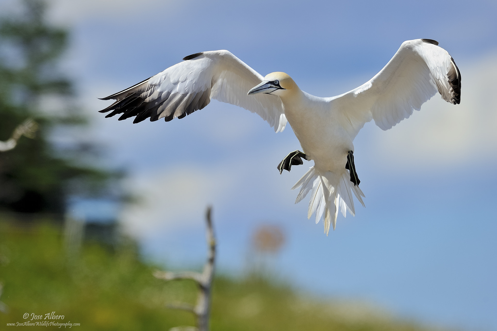 Nikon AF-S Nikkor 500mm F4D ED-IF II sample photo. Flaps deployed photography