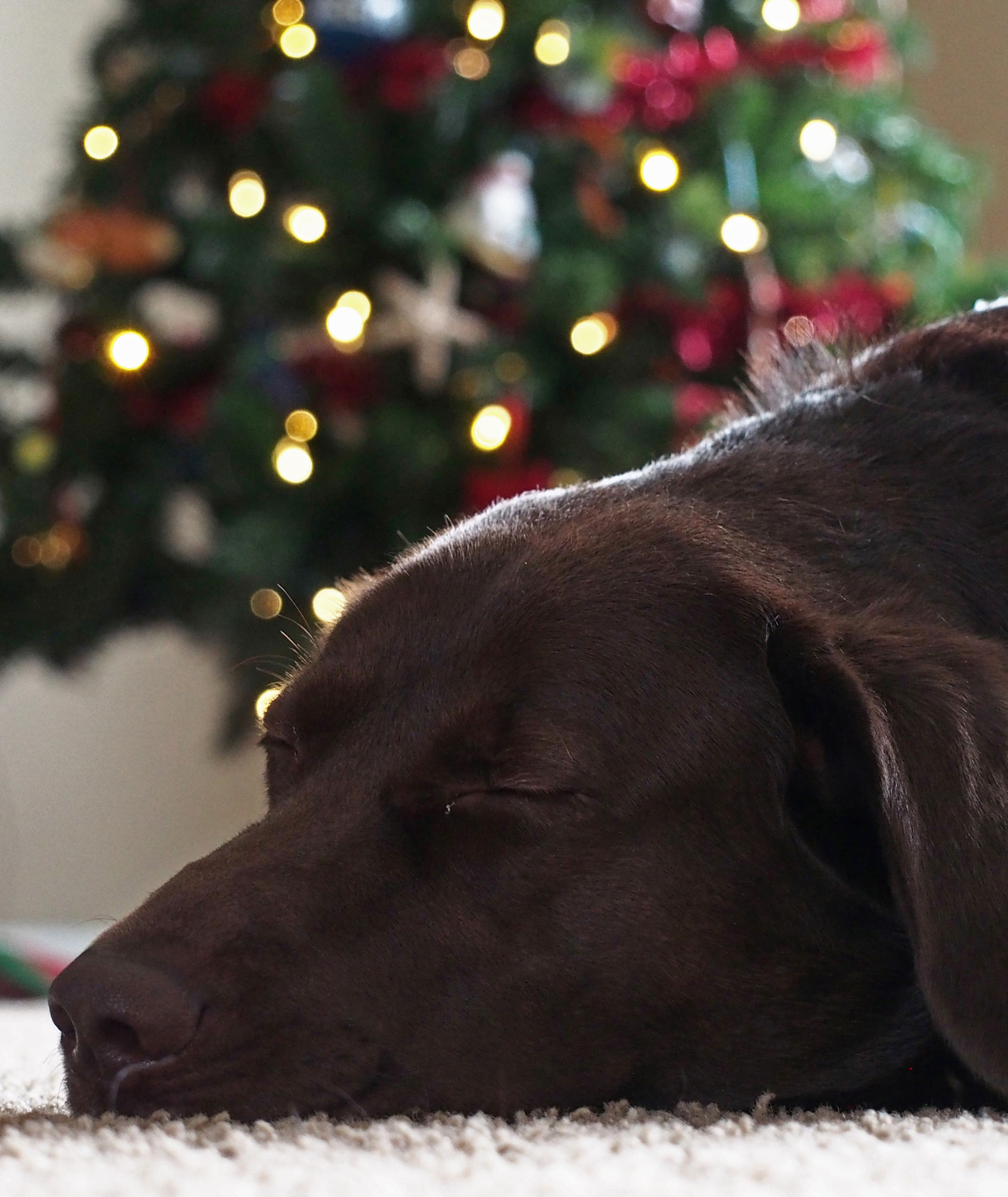Olympus Zuiko Digital ED 40-150mm F4.0-5.6 sample photo. Warm christmas photography