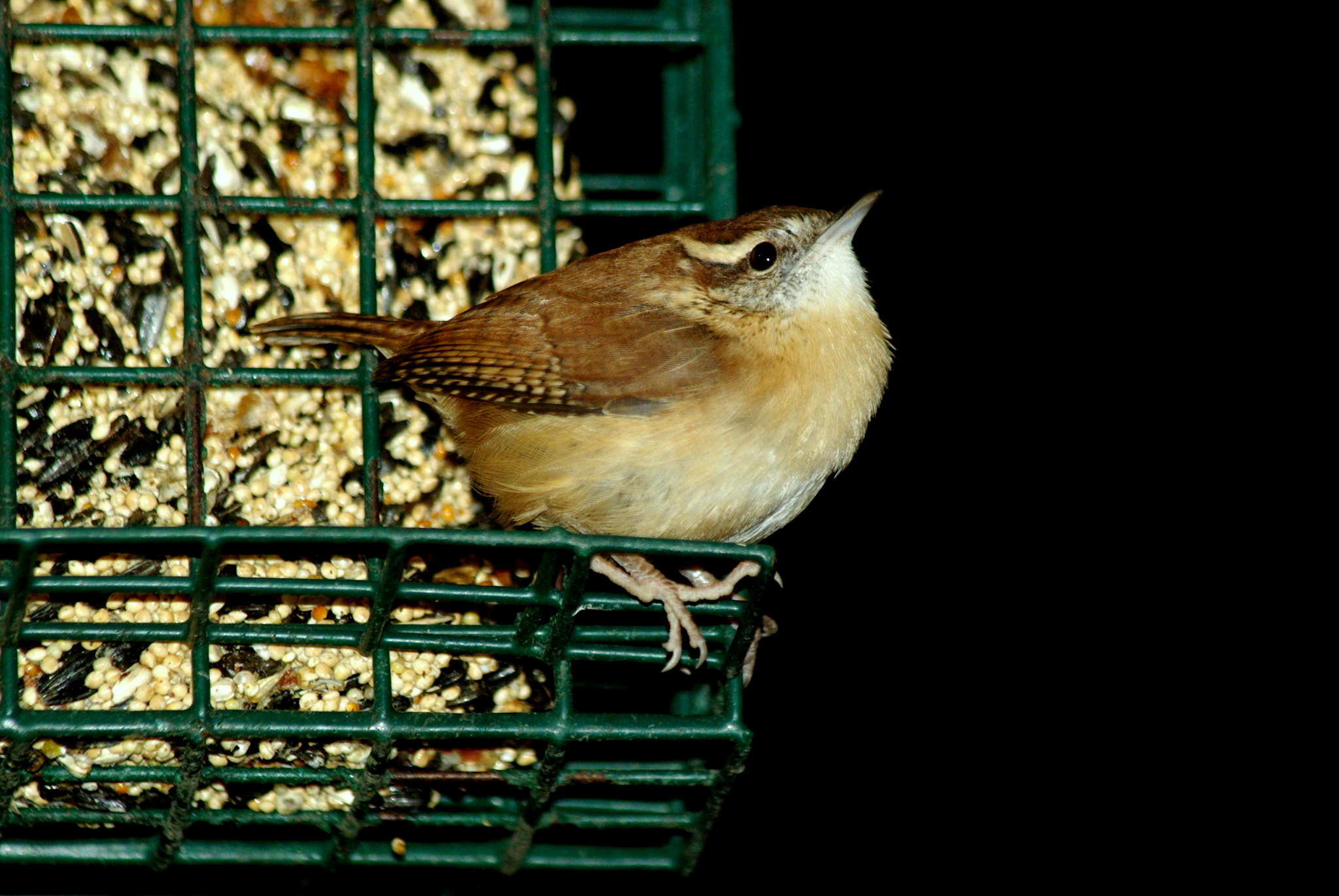 Pentax K10D sample photo. Carolina wren photography