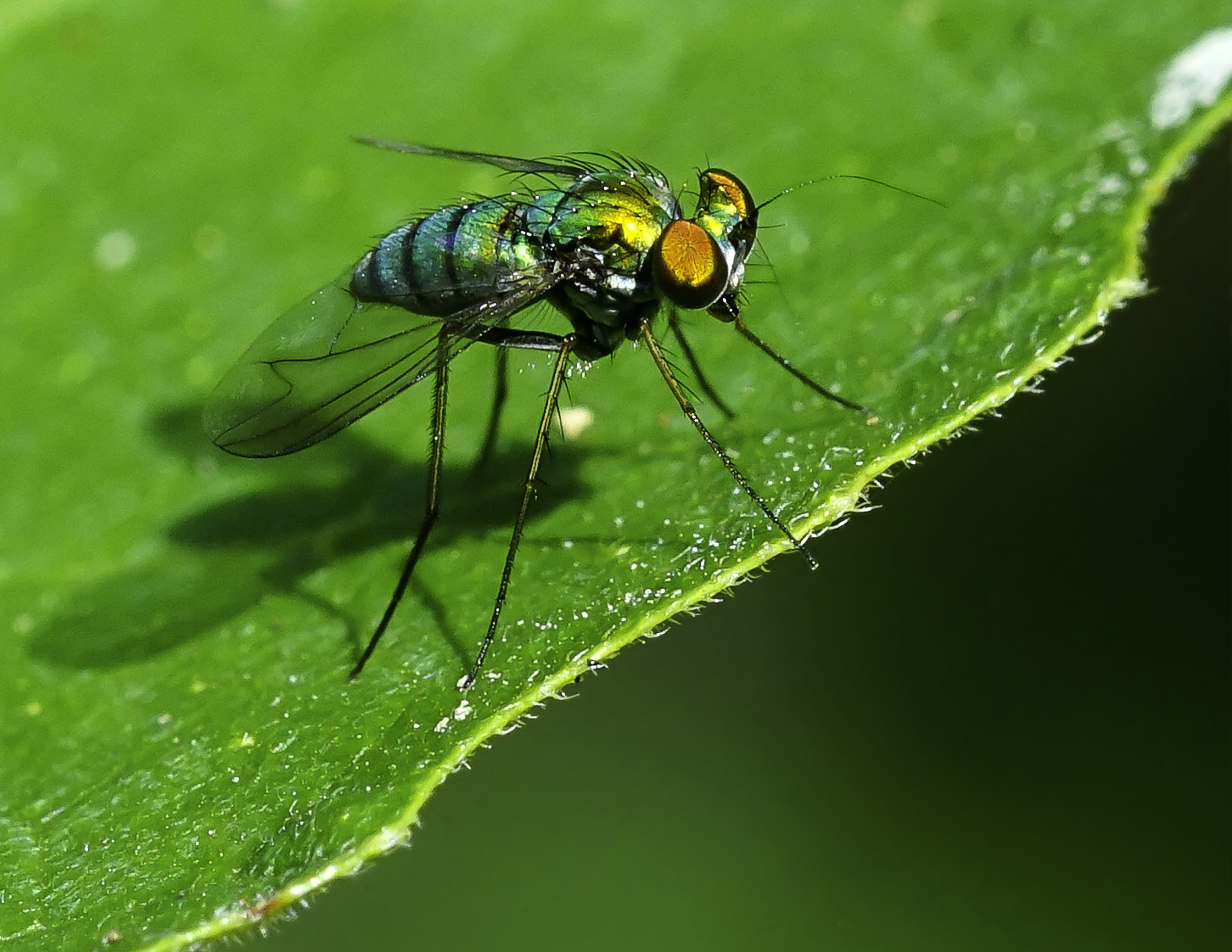 Sony ILCA-77M2 + 105mm F2.8 sample photo. Long legged fly photography