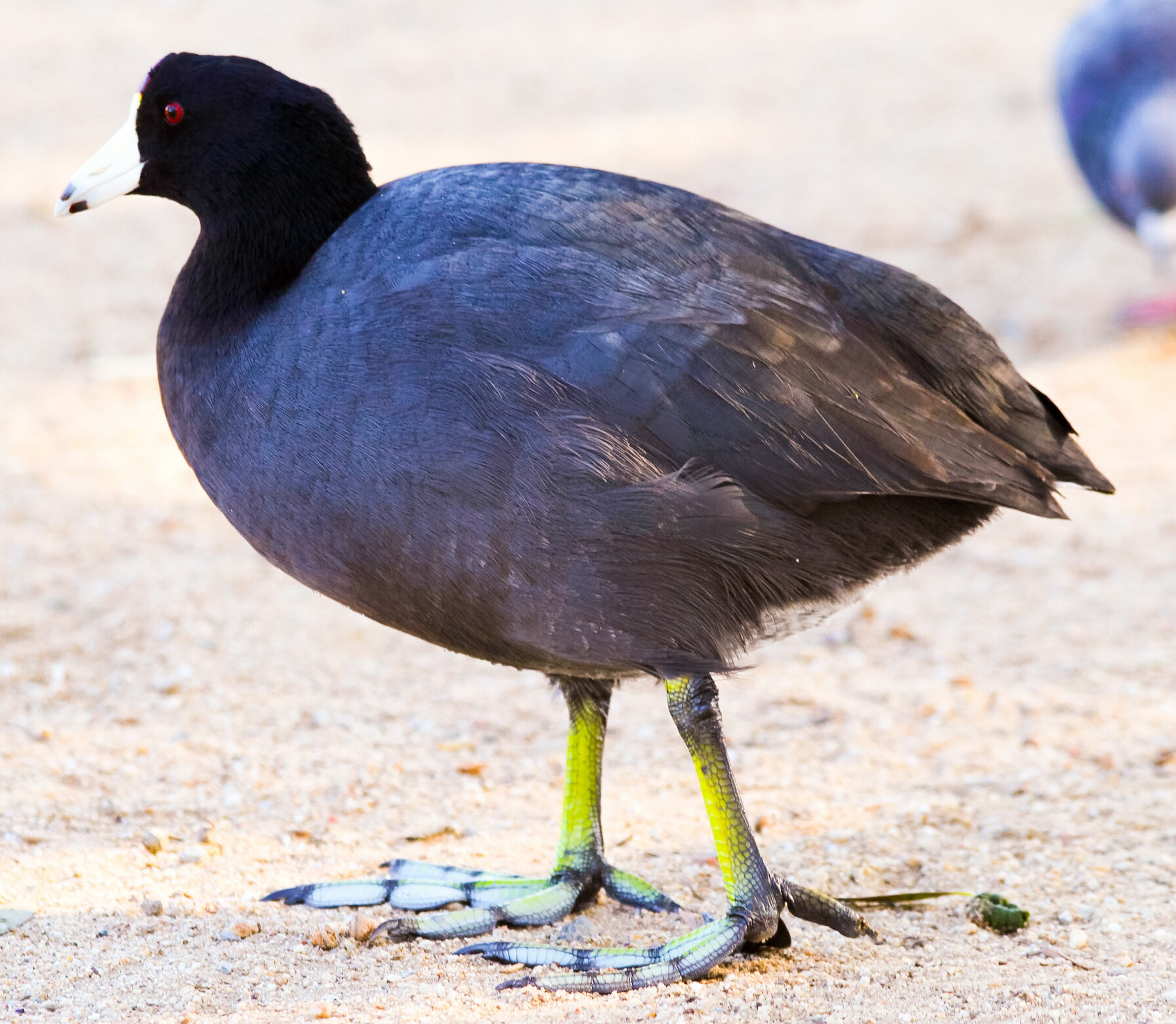 Canon EF 70-300mm F4-5.6 IS USM sample photo. Black bird  photography