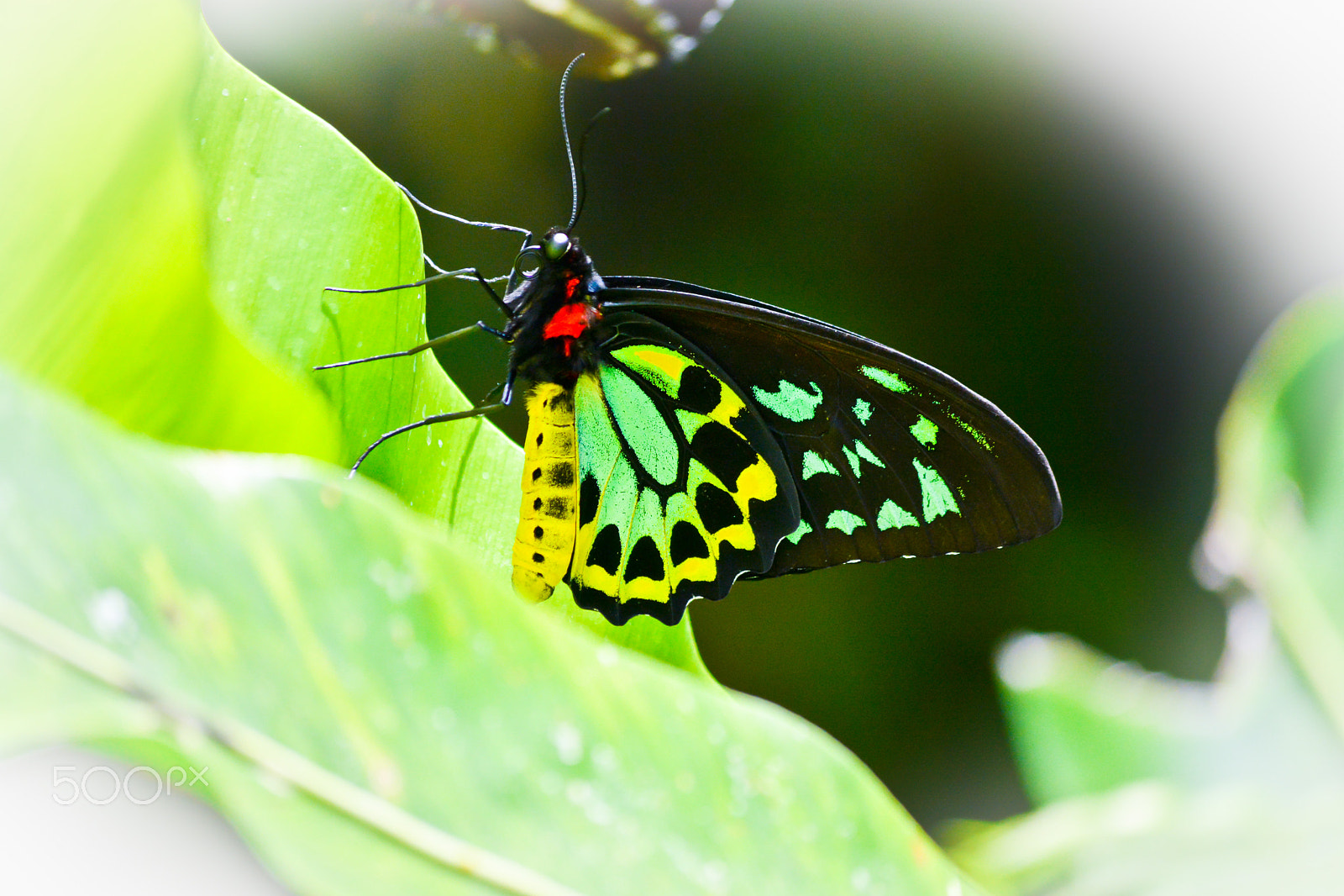 Zoom-Nikkor 1200-1700mm f/5.6-8 P ED IF sample photo. Butterfly photography