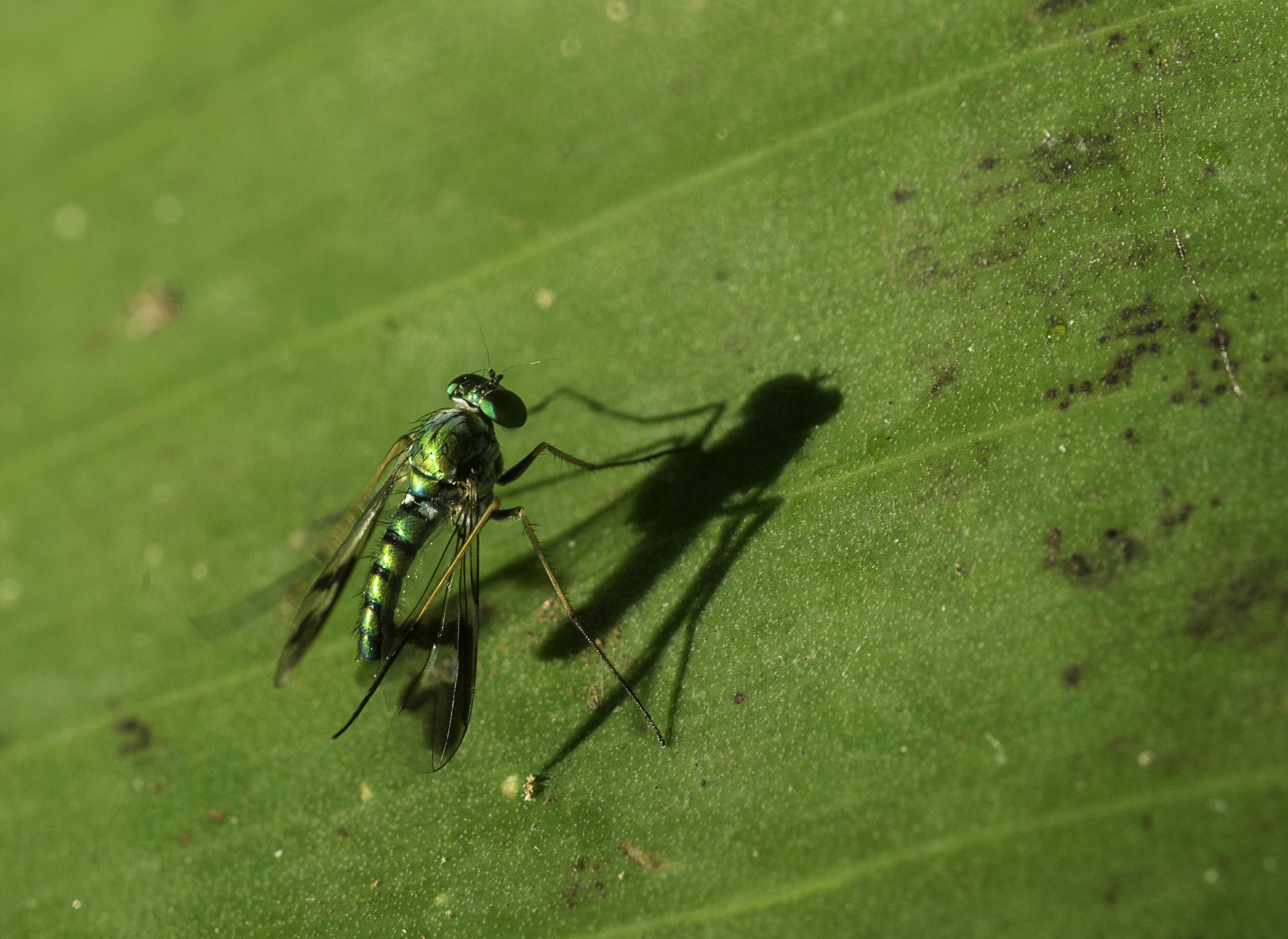 Nikon D4 sample photo. Green and hairy photography