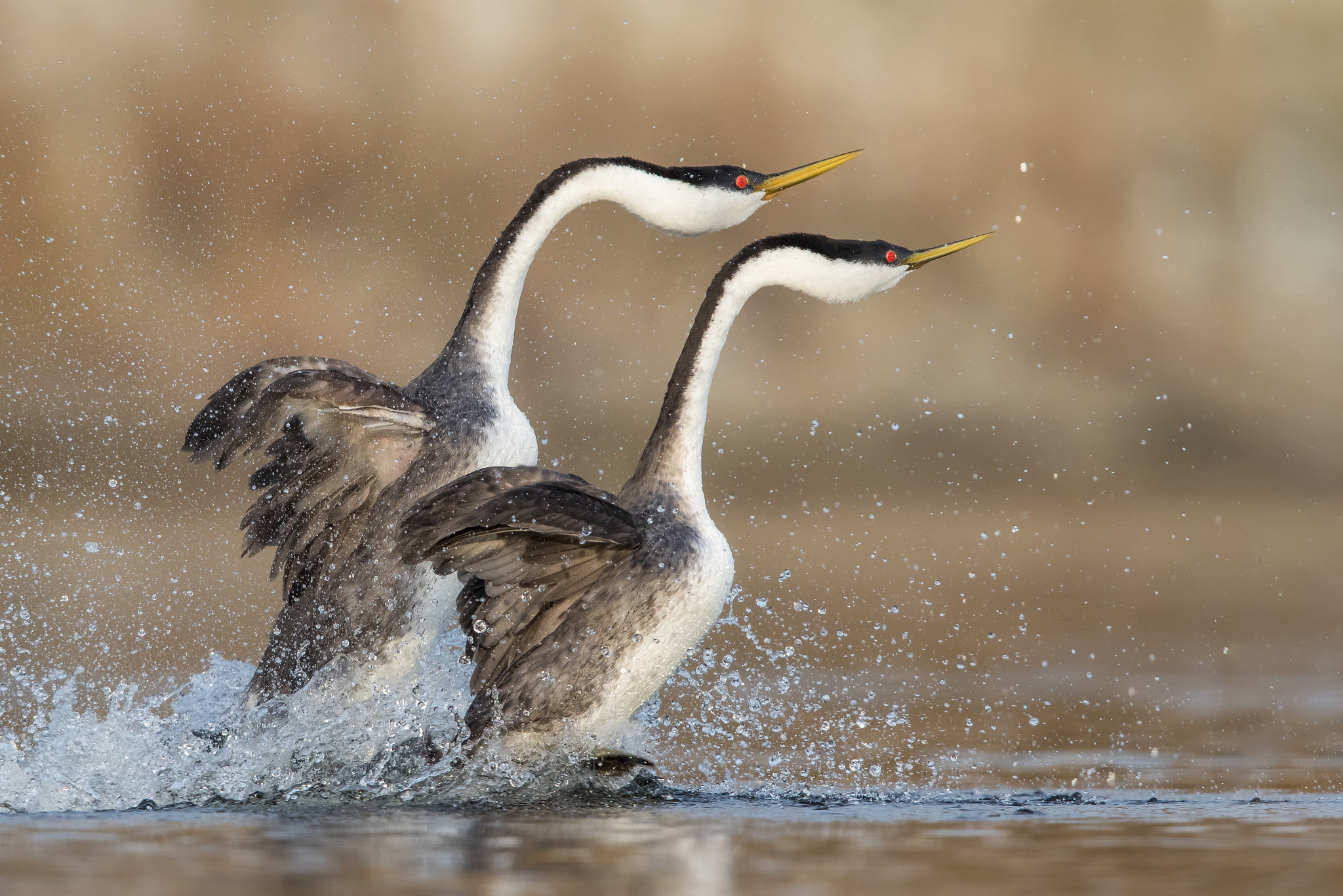 Canon EOS 7D Mark II + Canon EF 600mm F4L IS II USM sample photo. The rushing photography