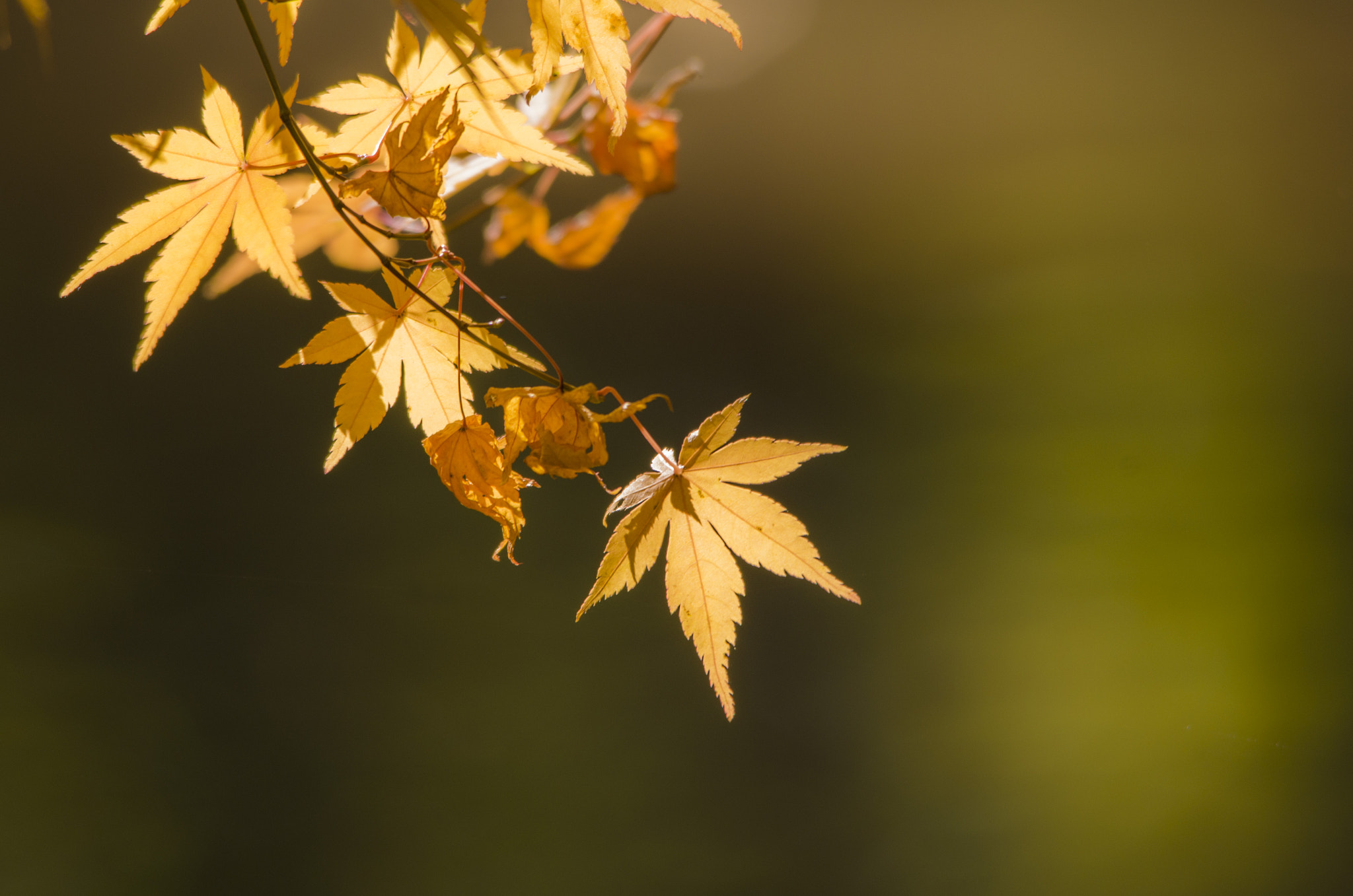 Sigma 150-500mm F5-6.3 DG OS HSM sample photo. Autumn lights photography