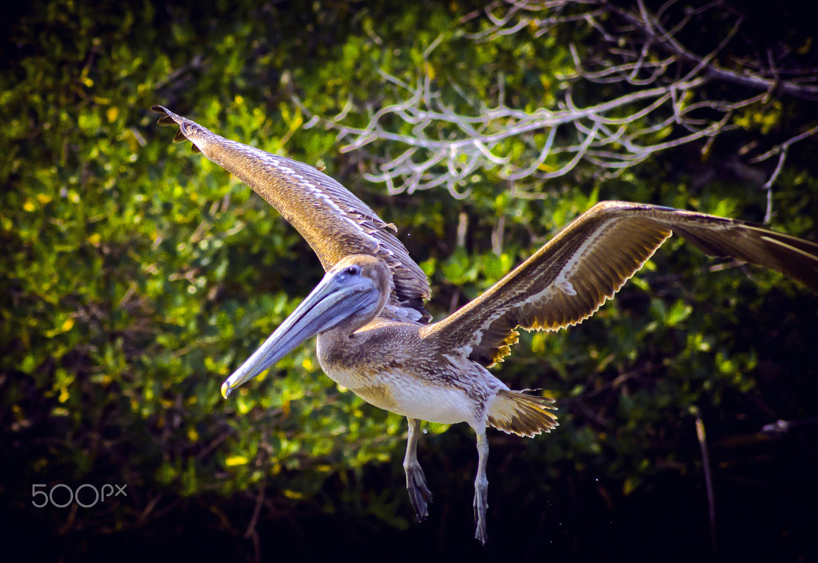 Sony SLT-A65 (SLT-A65V) + Sony DT 55-200mm F4-5.6 SAM sample photo. Pelican in flight photography