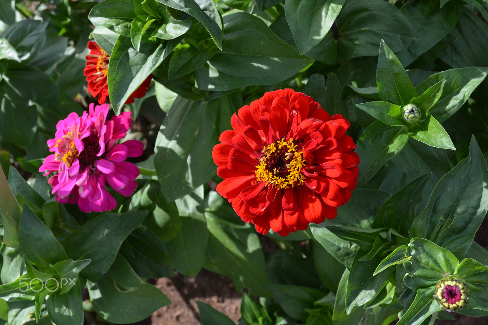 IX-Nikkor 60-180mm f/4.5-5.6 sample photo. Red beautiful flower photography