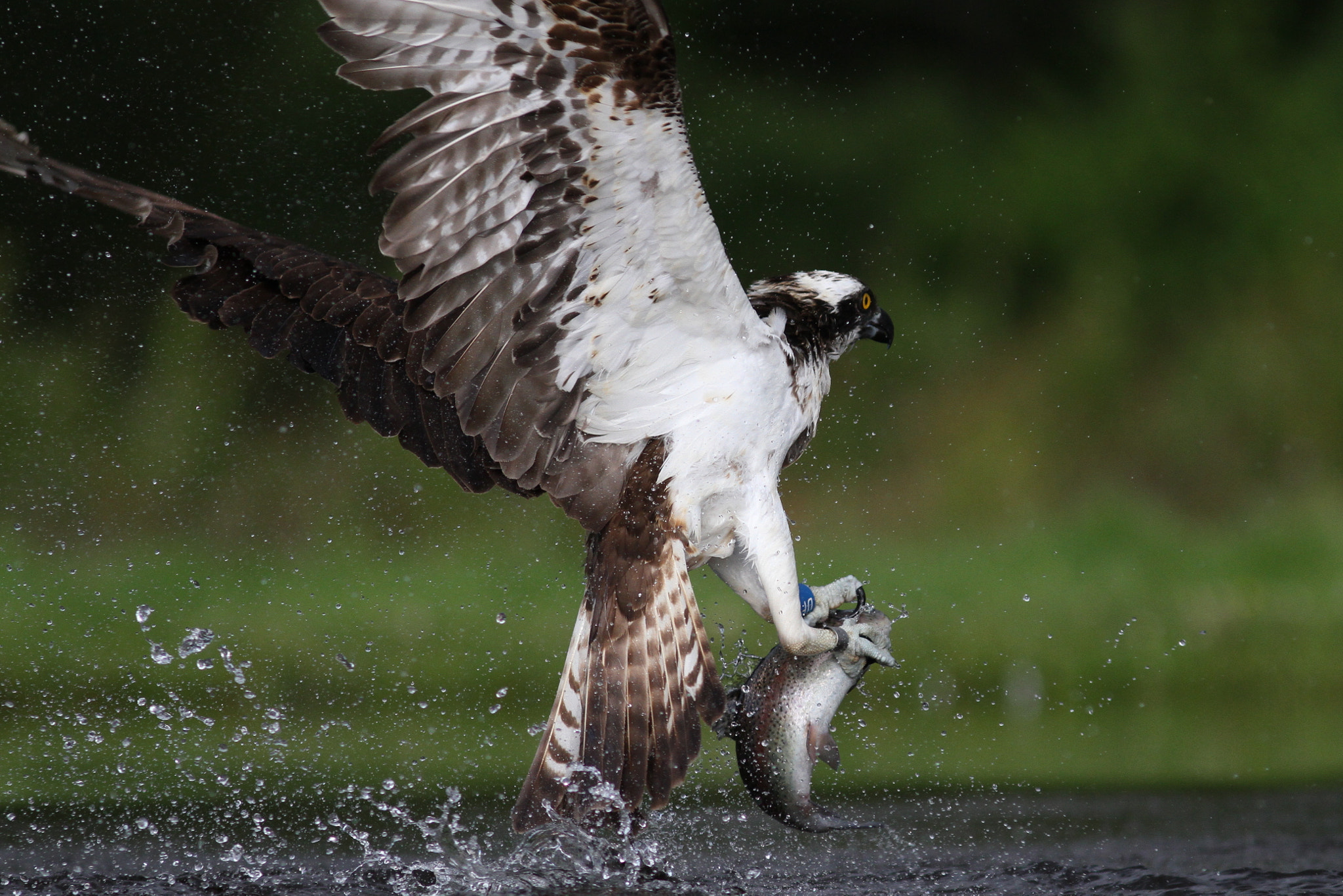 Canon EF 300mm F4L IS USM sample photo. Fishing osprey photography