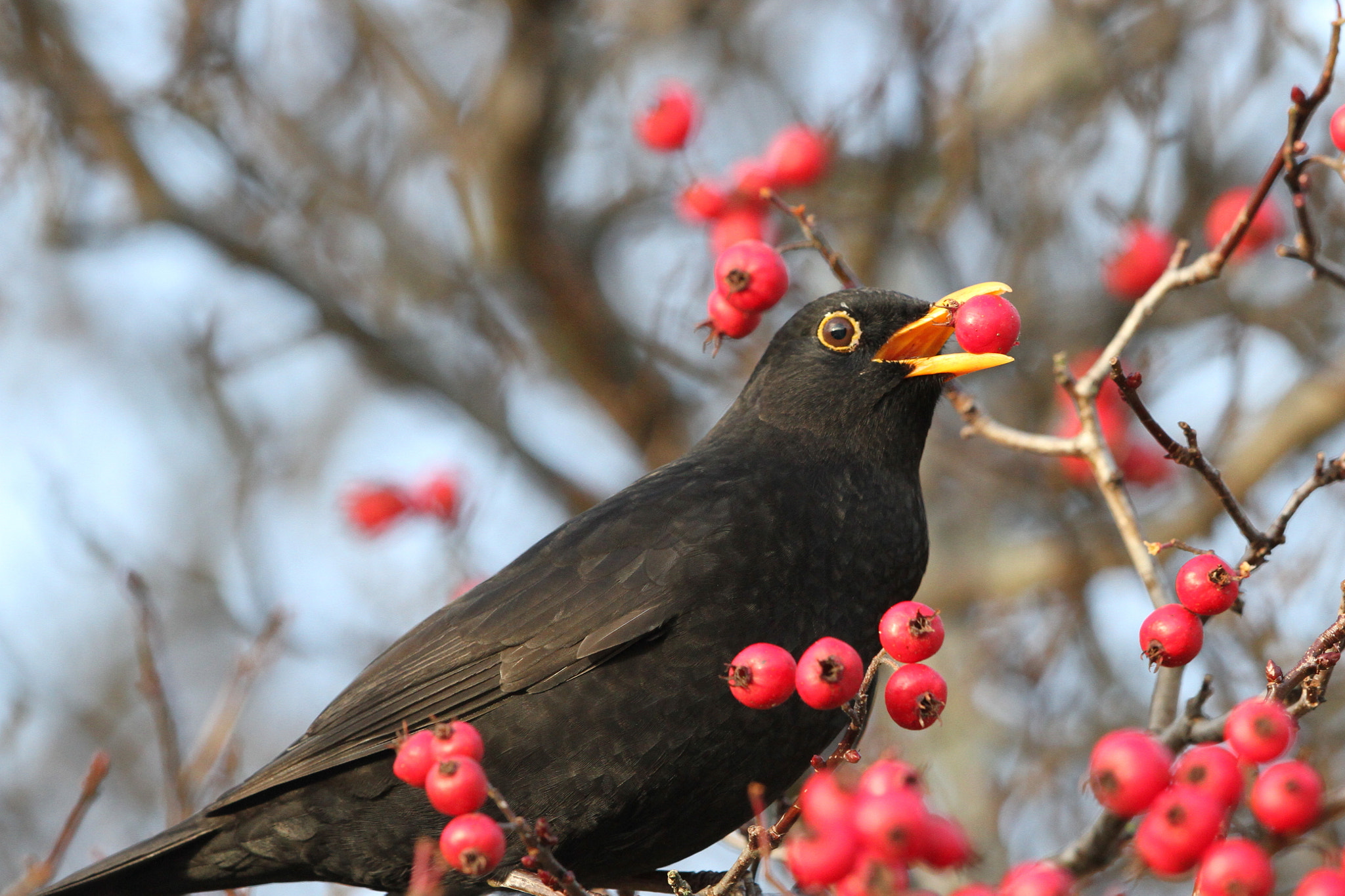 Canon EF 500mm F4L IS II USM sample photo. Blackbird and berries photography