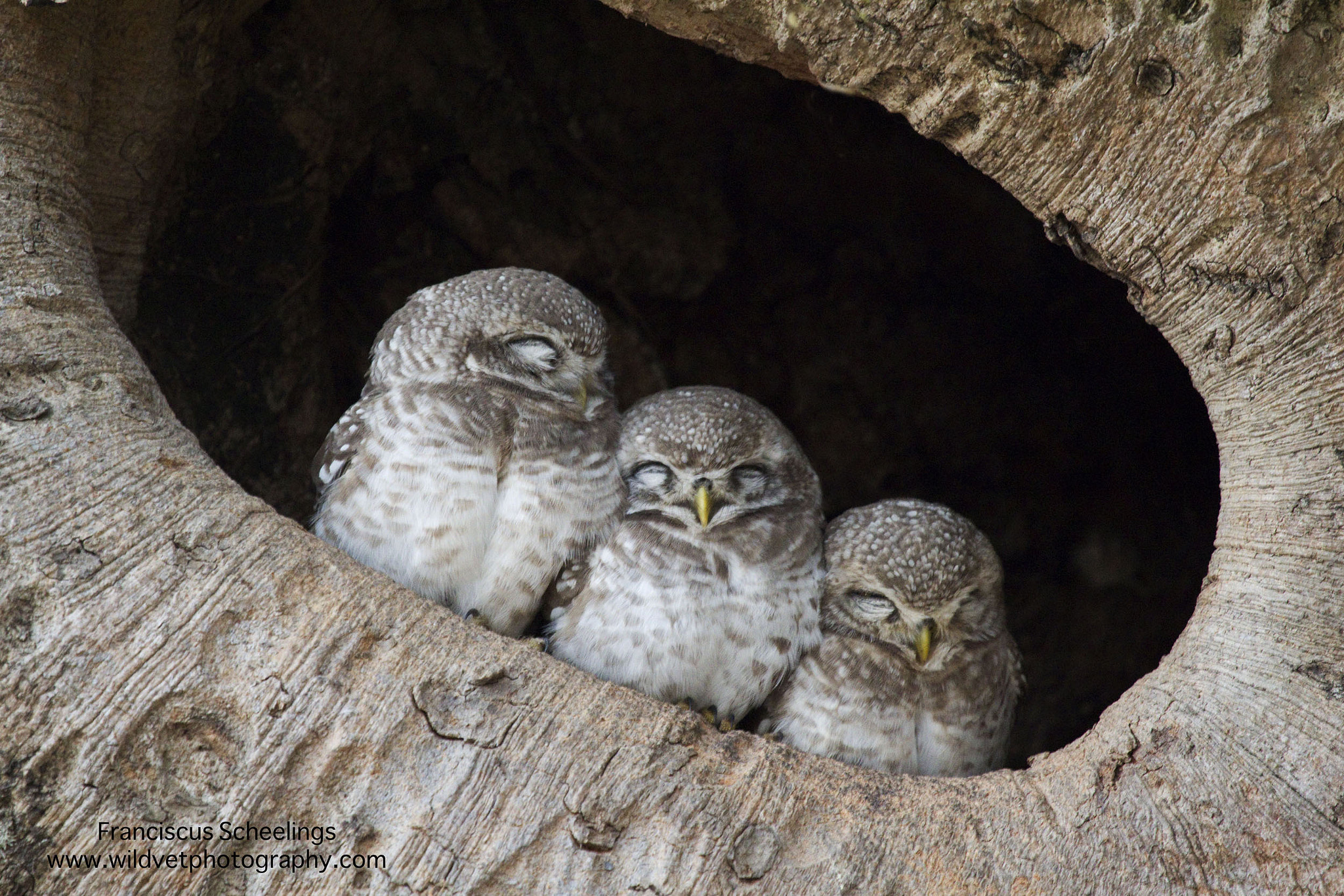 Canon EOS 550D (EOS Rebel T2i / EOS Kiss X4) + Canon EF 100-400mm F4.5-5.6L IS USM sample photo. Spotted owlet (athene brama) photography