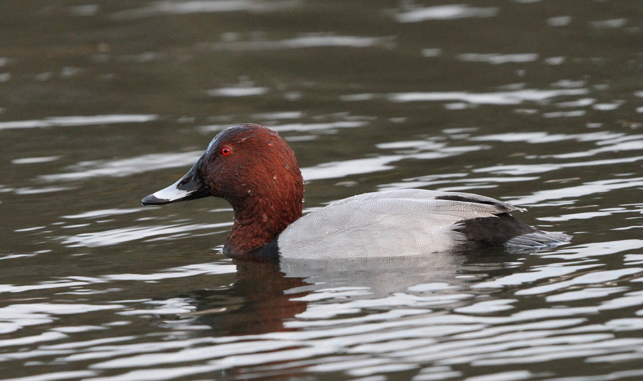 Canon EF 500mm F4L IS II USM sample photo. Pochard photography