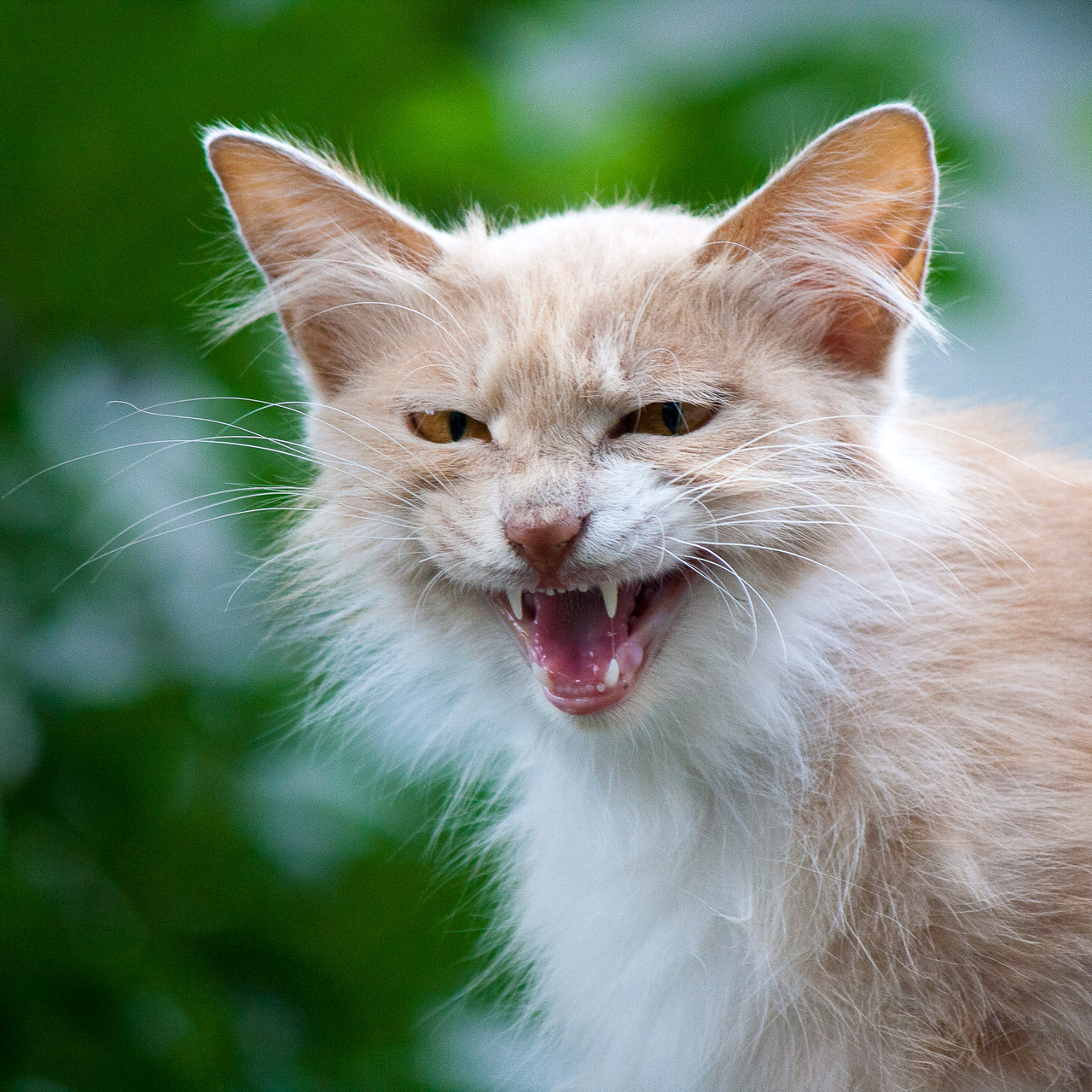Canon EF-S 55-250mm F4-5.6 IS II sample photo. 猫 cat photography