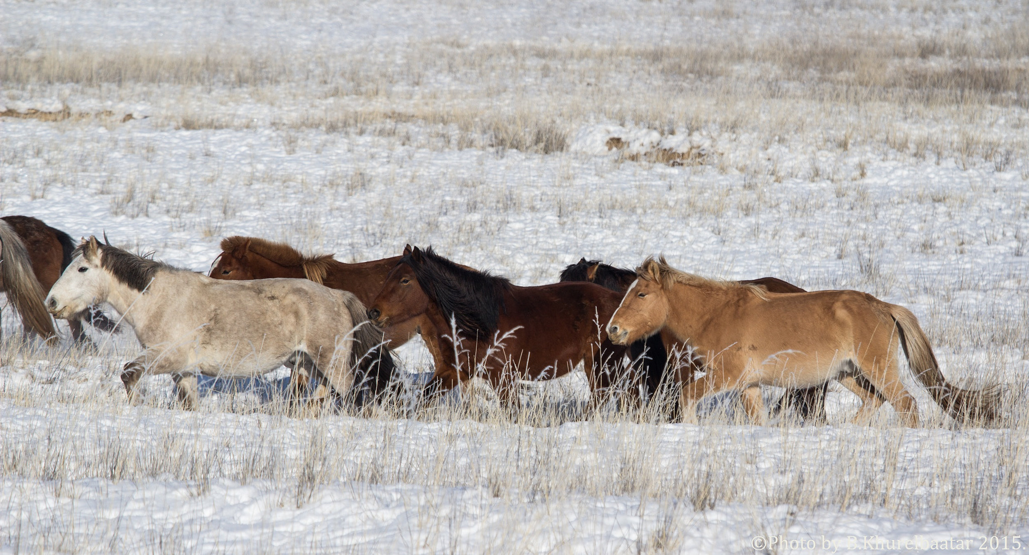 Canon EOS 600D (Rebel EOS T3i / EOS Kiss X5) + Canon EF 70-200mm F4L IS USM sample photo. Mongolian horse photography