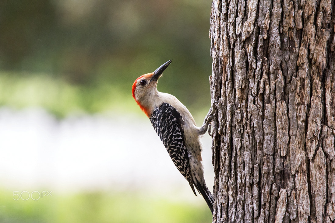 Canon EF 70-200mm F4L IS USM sample photo. Wood pecker at rest photography