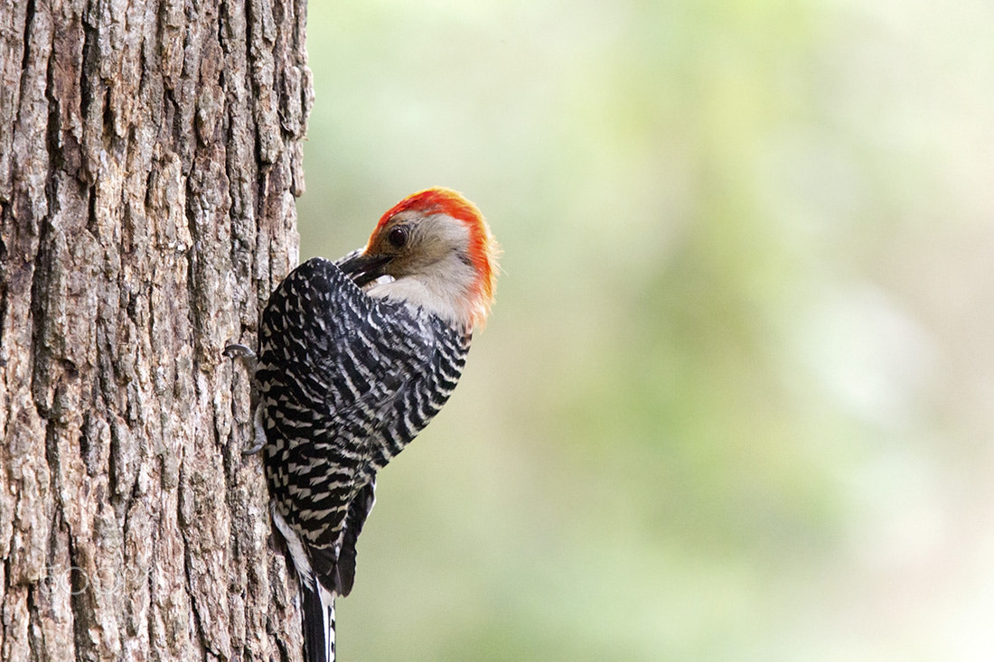 Canon EF 70-200mm F4L IS USM sample photo. Red-bellied wood pecker photography