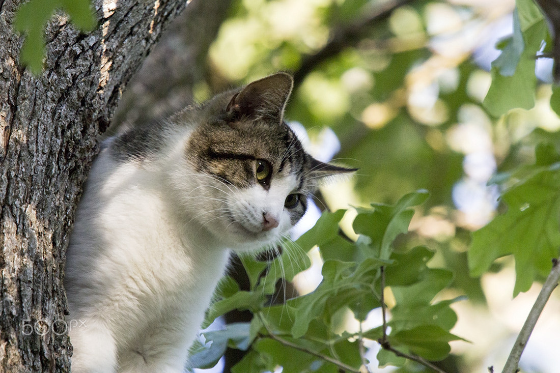 Canon EF 70-200mm F4L IS USM sample photo. Tommy up a tree photography