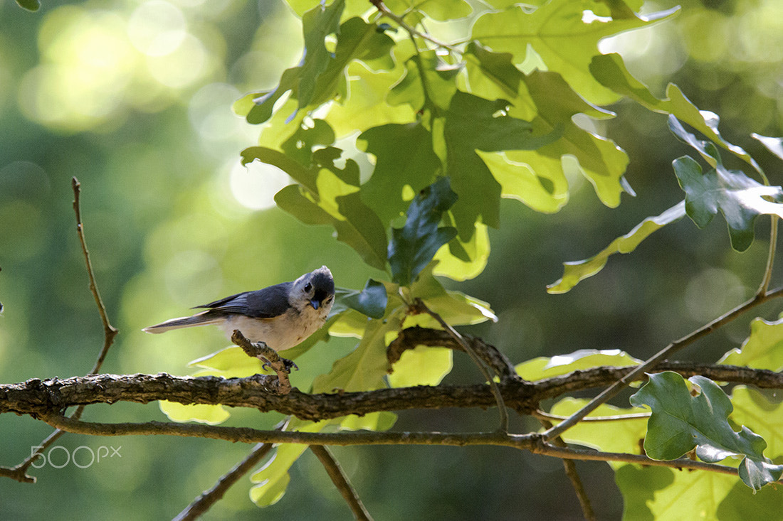 Canon EF 70-200mm F4L IS USM sample photo. Tufted tit mouse on a beautiful spring day photography