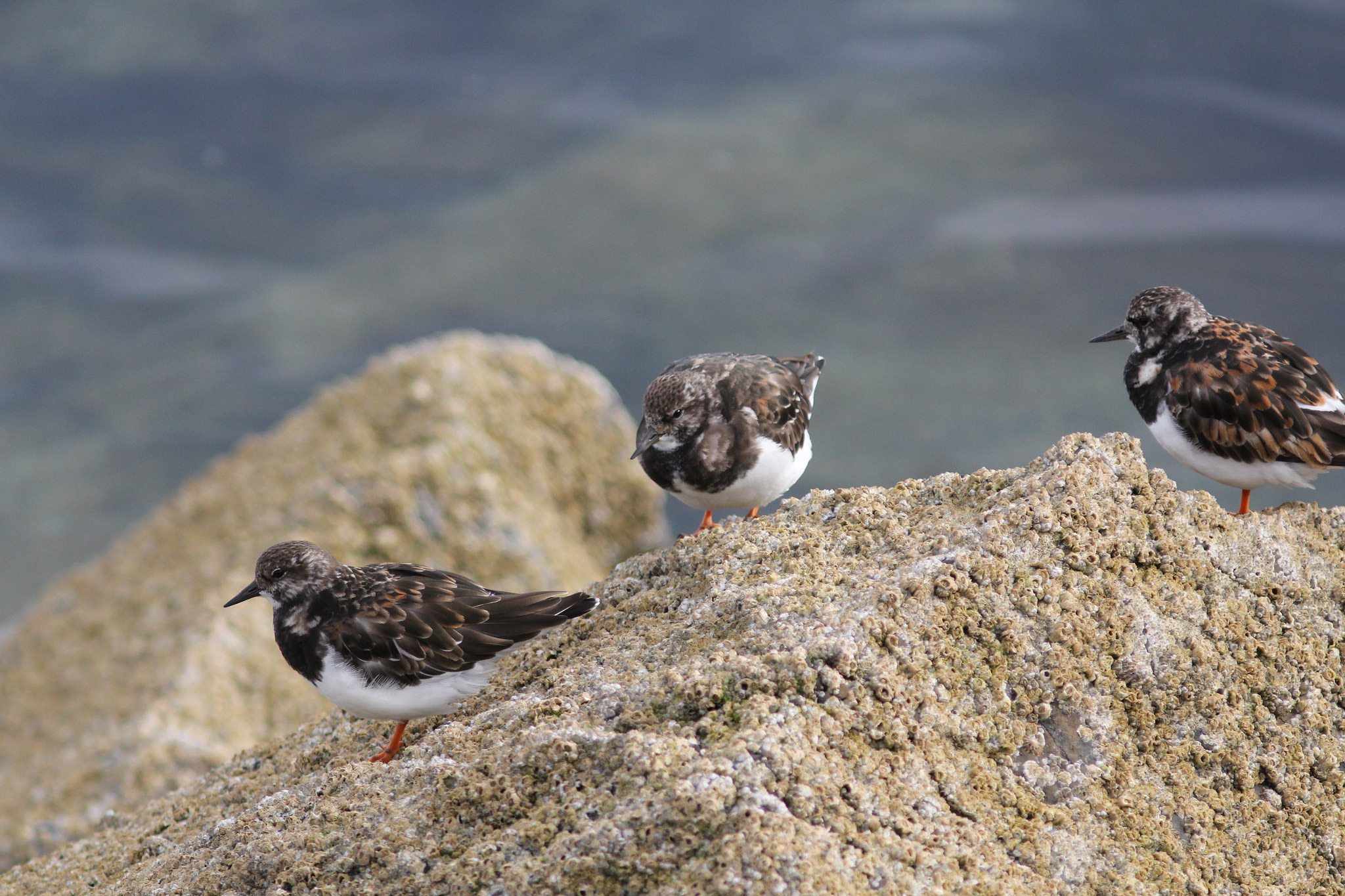 Canon EF 300mm F4L IS USM sample photo. Turnstone 1 photography