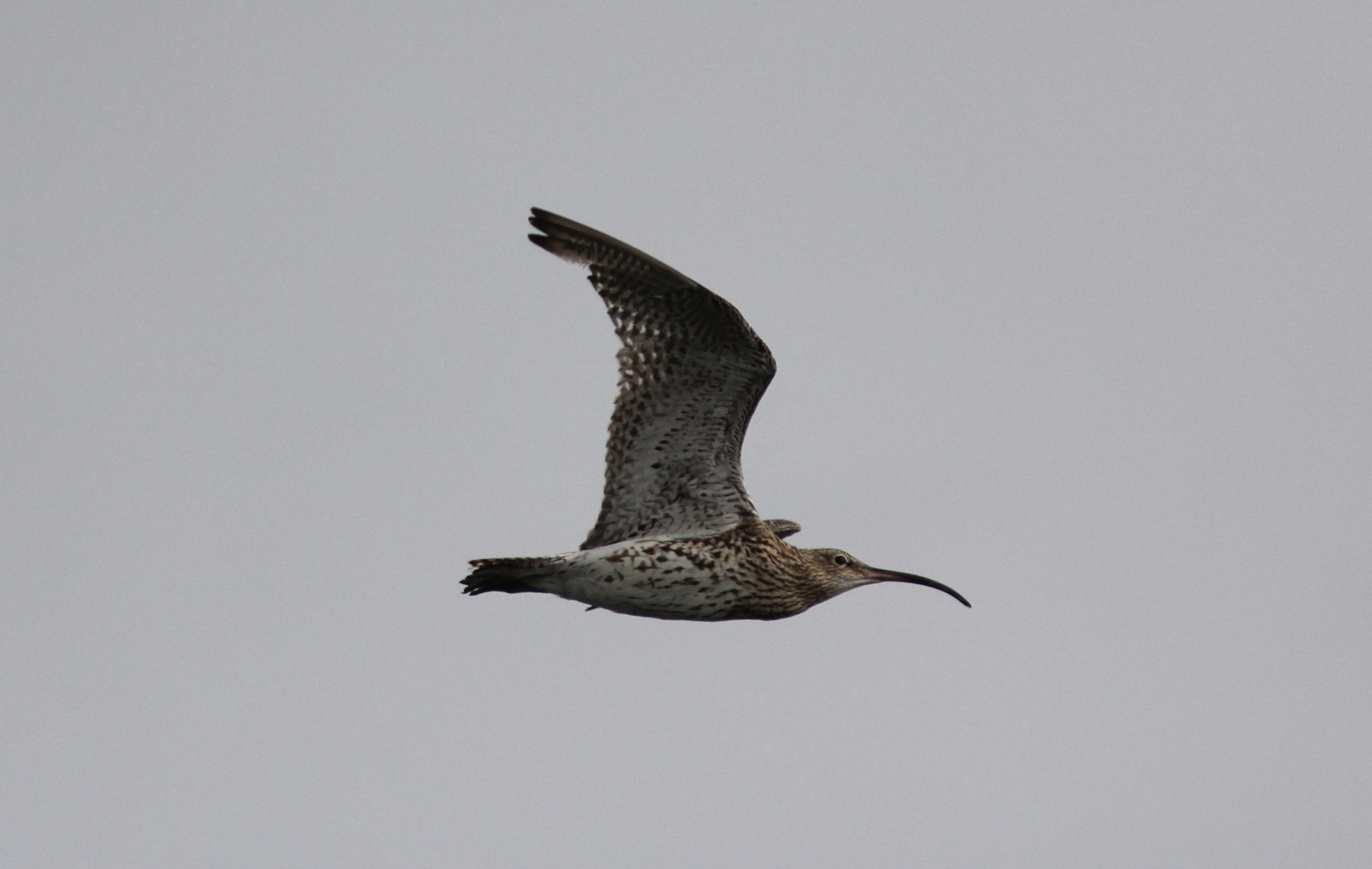 Canon EF 300mm F4L IS USM sample photo. Curlew in flight photography