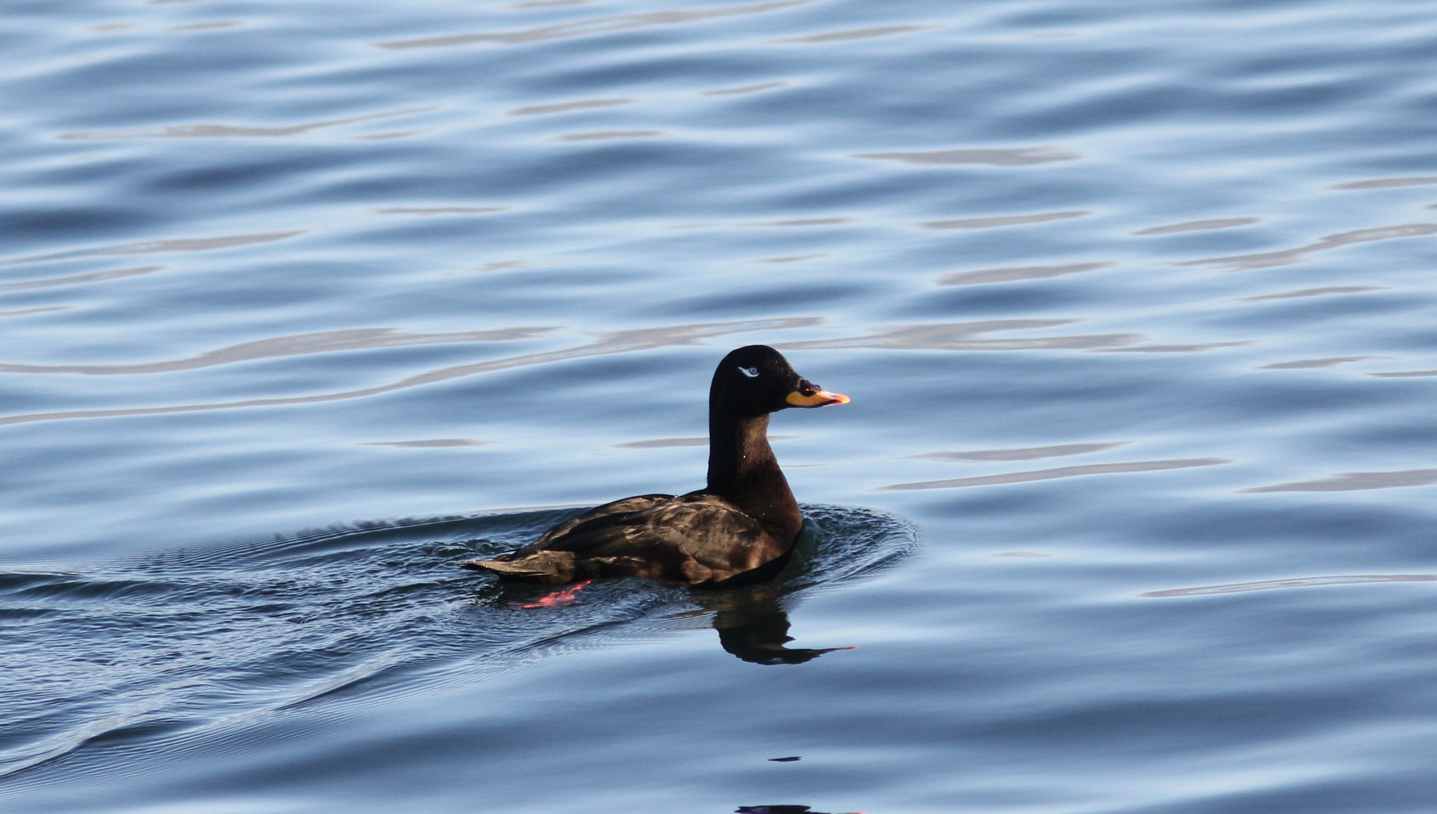 Canon EF 300mm F4L IS USM sample photo. Velvet scoter 1 photography