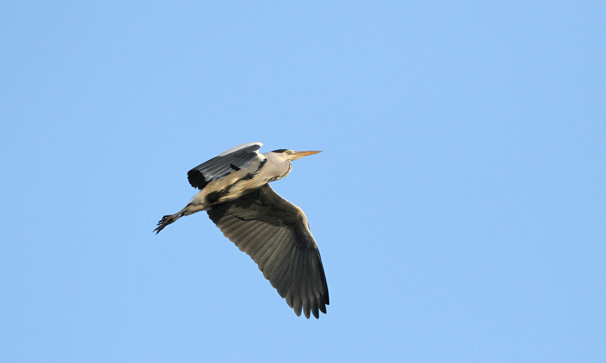 Canon EF 500mm F4L IS II USM sample photo. Grey heron in flight photography