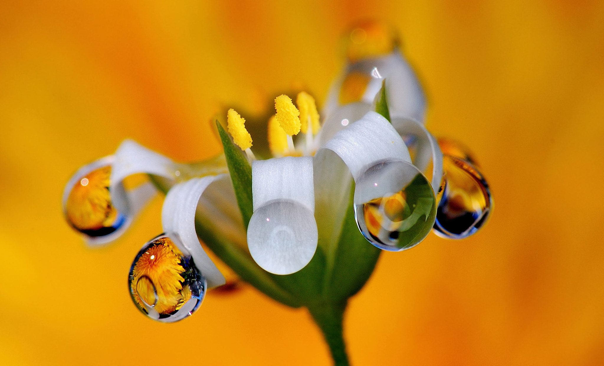 Nikon D40 sample photo. Droplets of tenderness photography