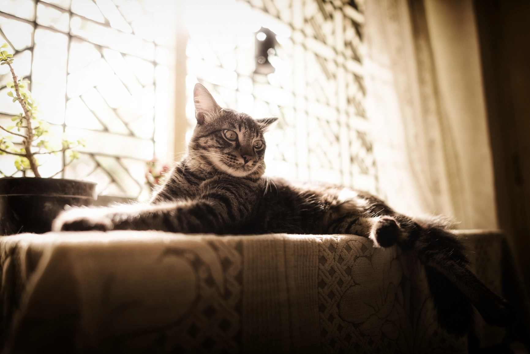 Samyang 12mm F2.8 ED AS NCS Fisheye sample photo. Cat 02 photography