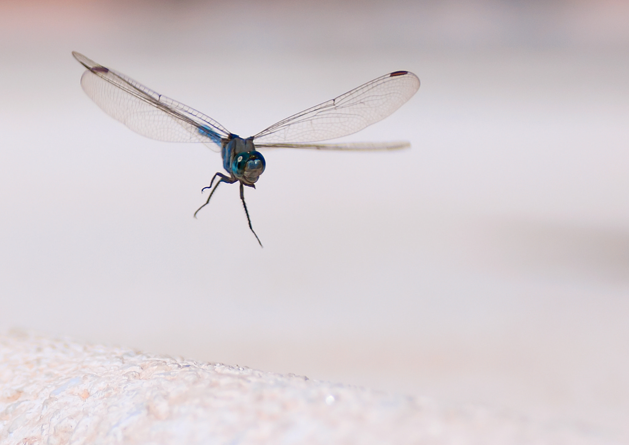 Canon EOS 50D + Tamron SP AF 90mm F2.8 Di Macro sample photo. Dragonfly landing photography