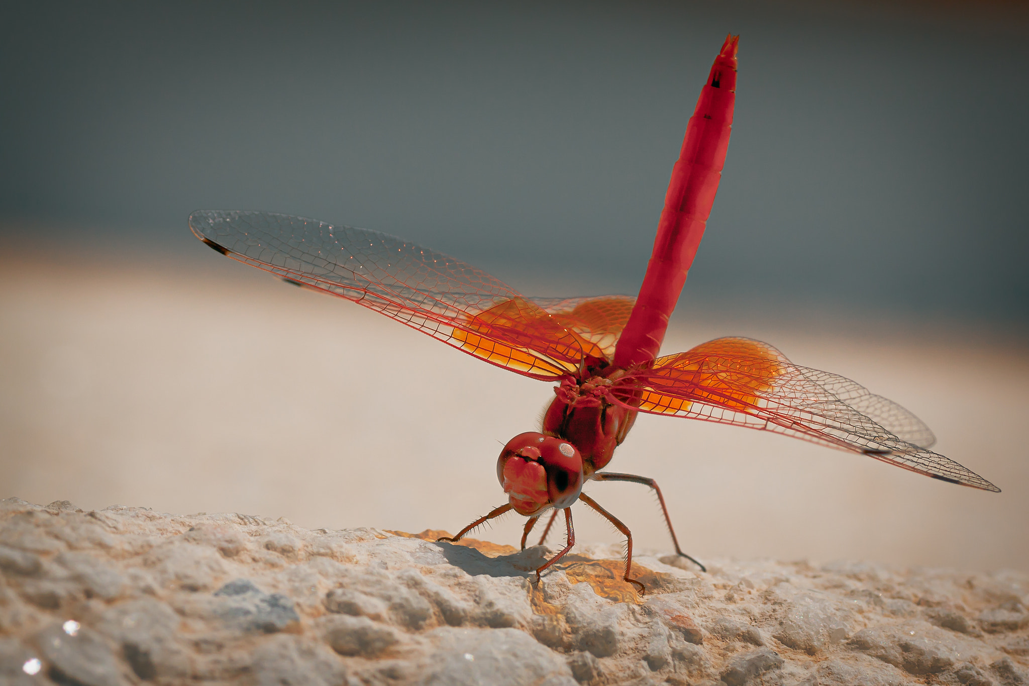 Canon EOS 50D + Tamron SP AF 90mm F2.8 Di Macro sample photo. Red dragonfly resting photography