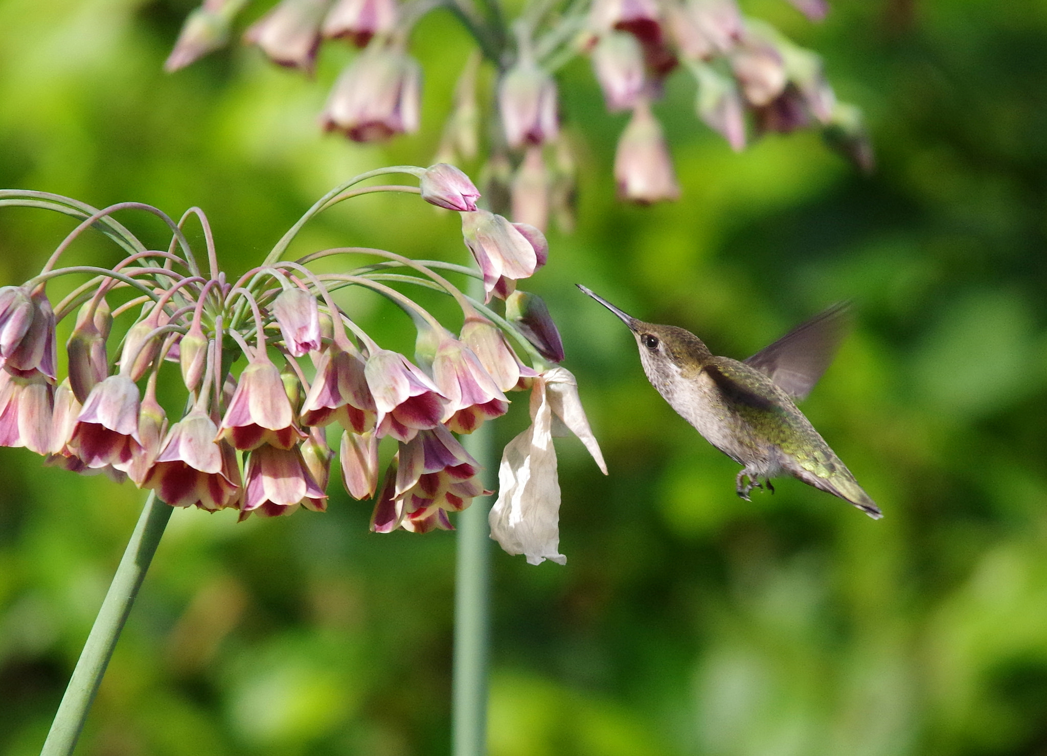 Pentax K-30 + Sigma 150-500mm F5-6.3 DG OS HSM sample photo. Hummingbird photography