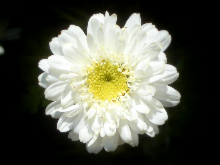 Pentax OPTIO S4I sample photo. Brightness photography