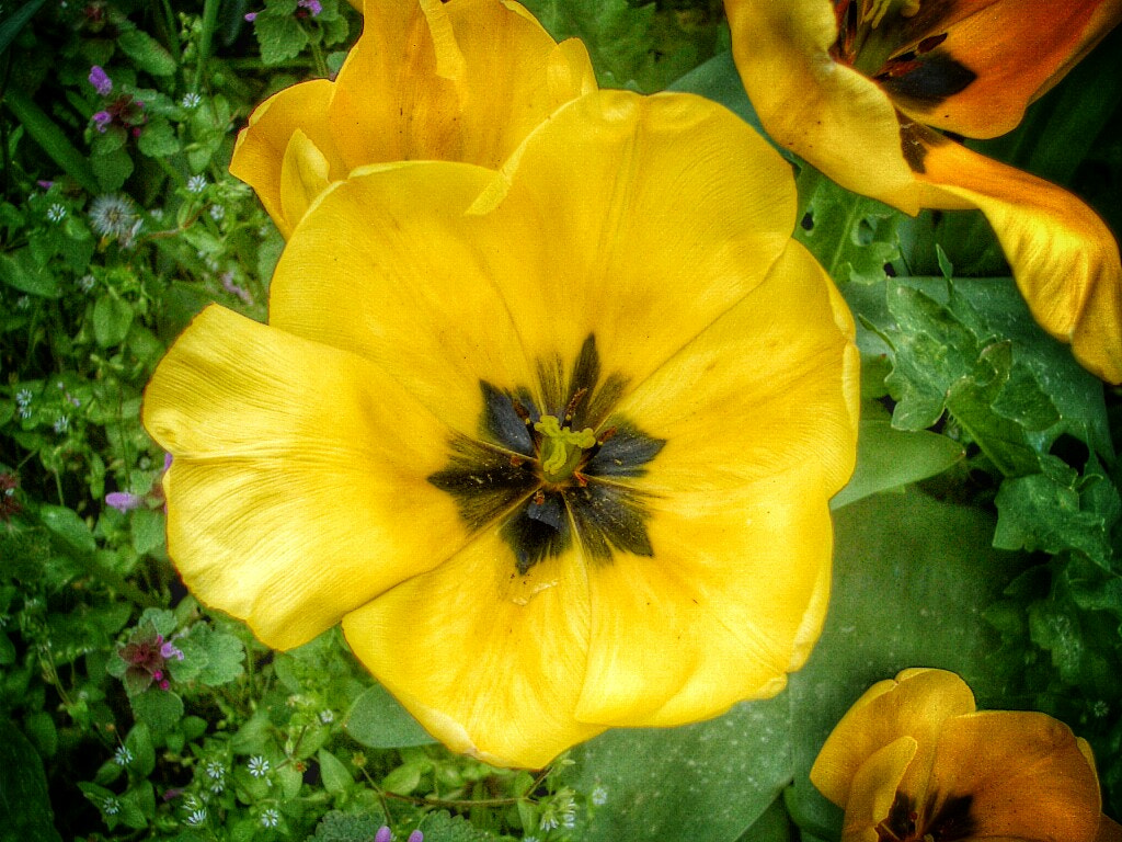 Pentax OPTIO S4I sample photo. Yellow cups photography