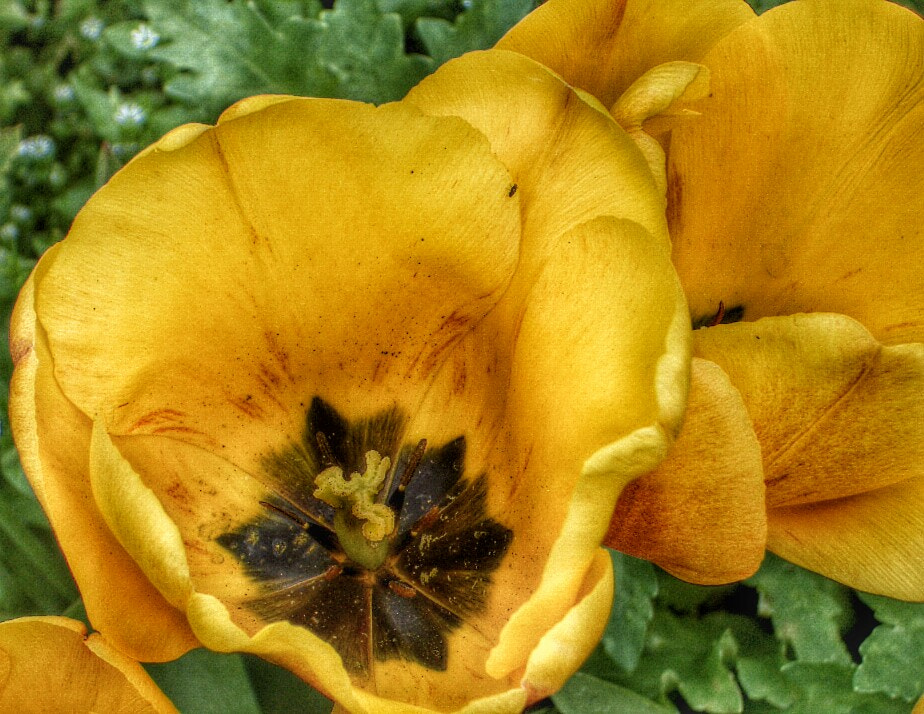 Pentax OPTIO S4I sample photo. Aged yellow photography