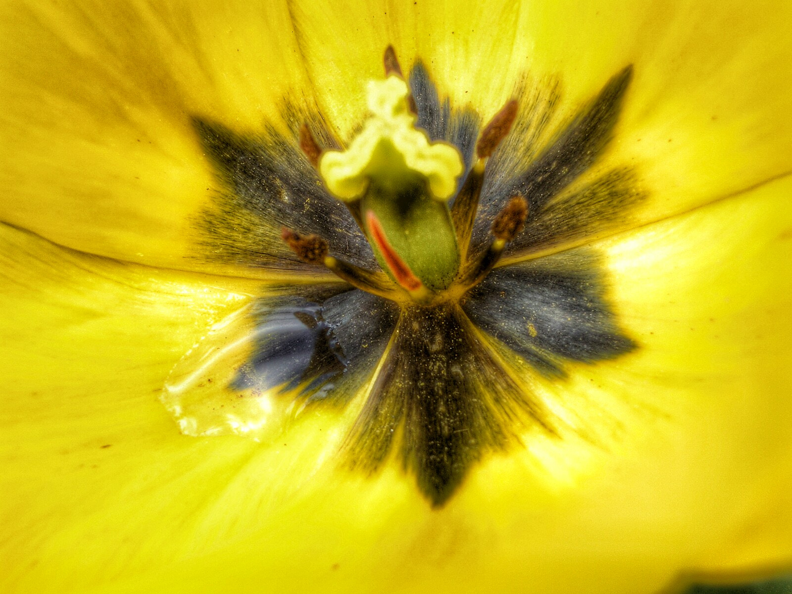 Pentax OPTIO S4I sample photo. Wet yellow photography