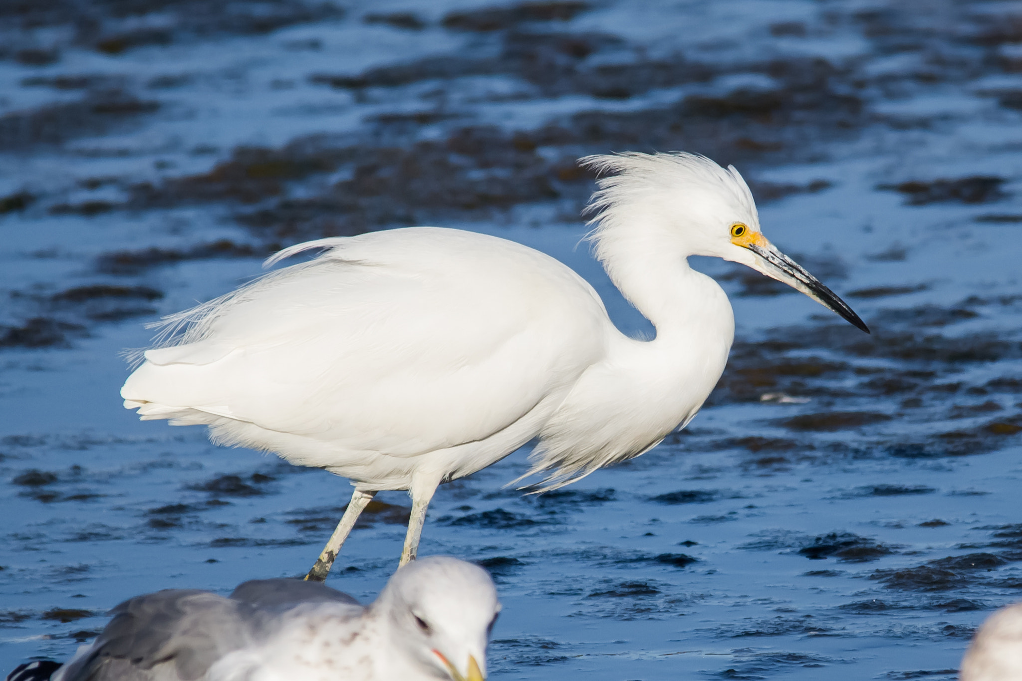 Sigma 150-500mm F5-6.3 DG OS HSM sample photo. A seabird (???) photography