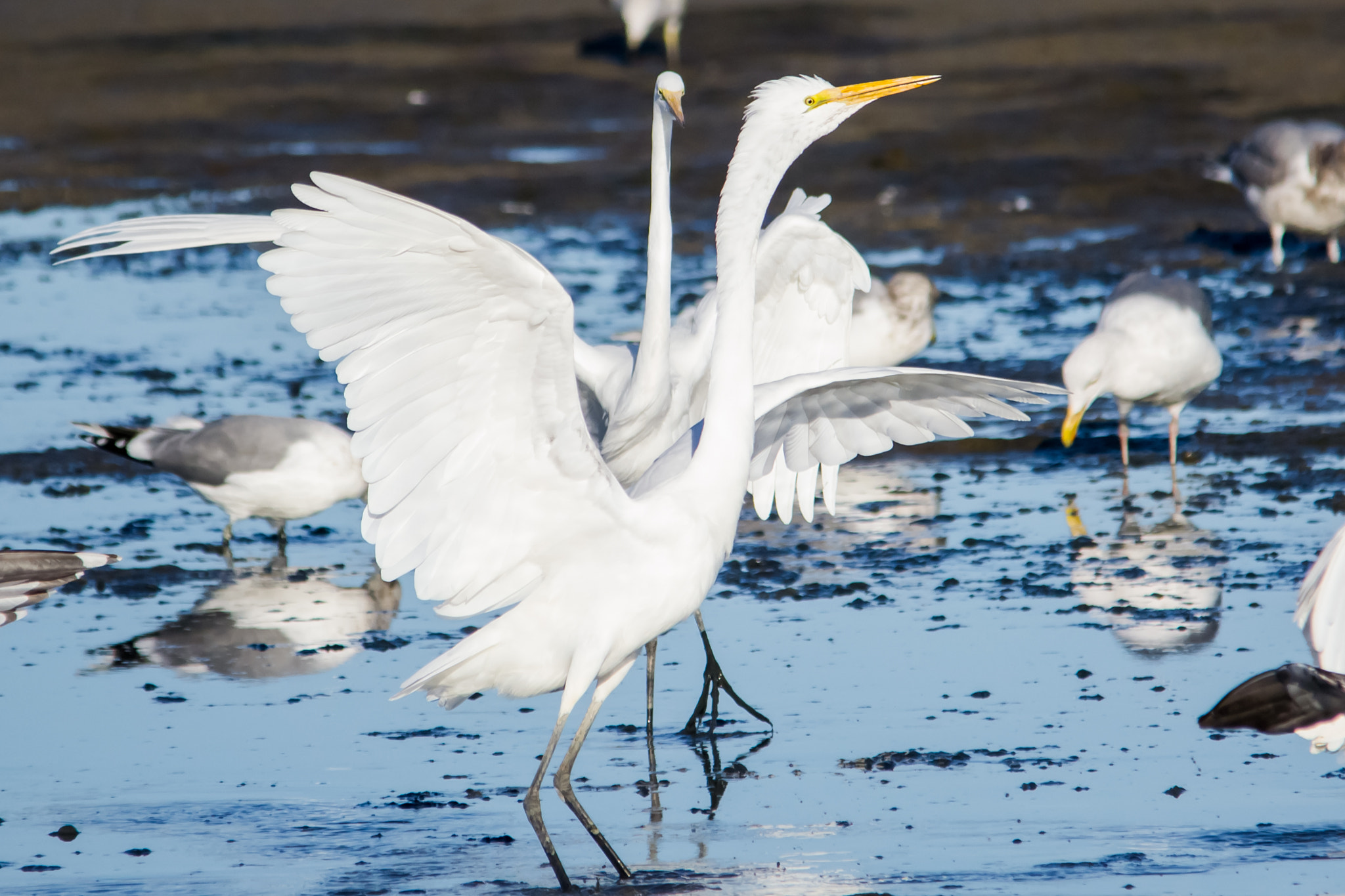 Sigma 150-500mm F5-6.3 DG OS HSM sample photo. Pas de deux photography