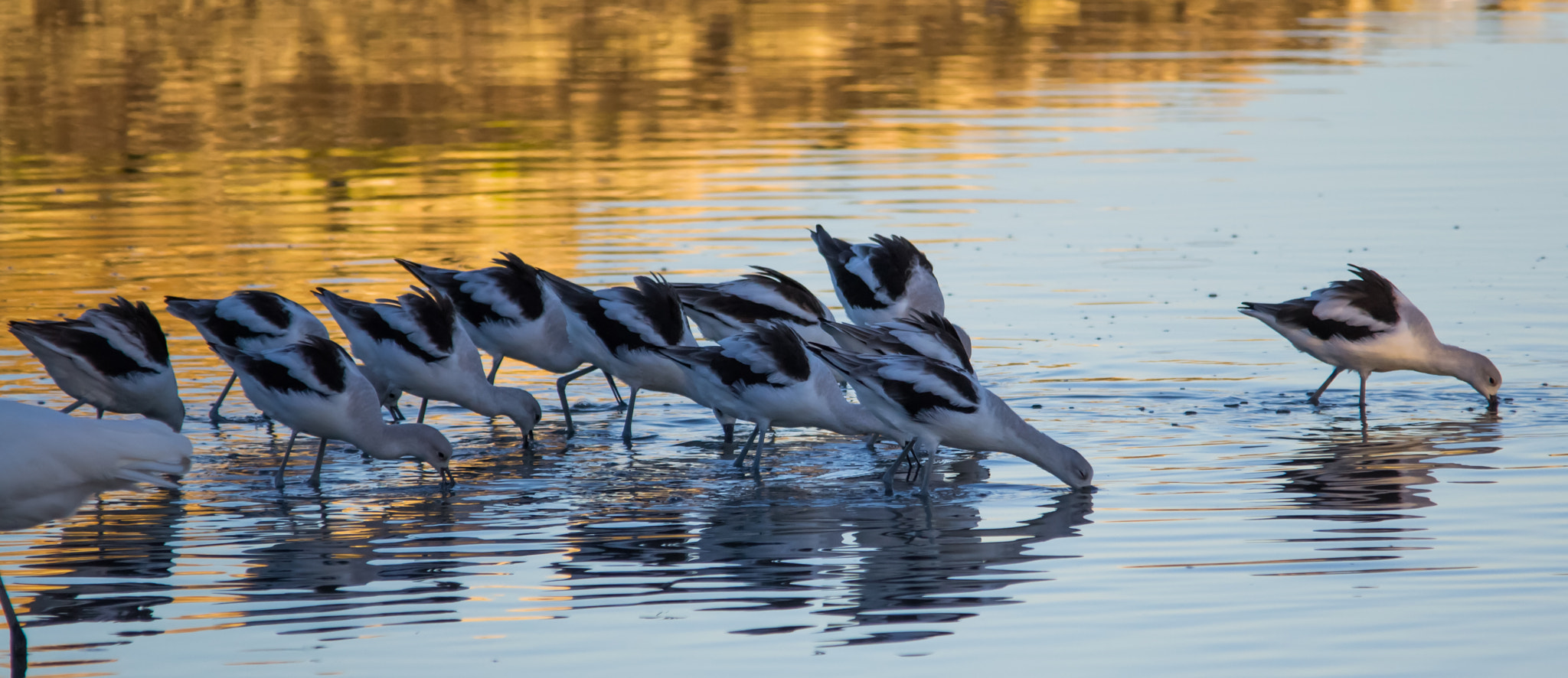 Sigma 150-500mm F5-6.3 DG OS HSM sample photo. American avocets photography