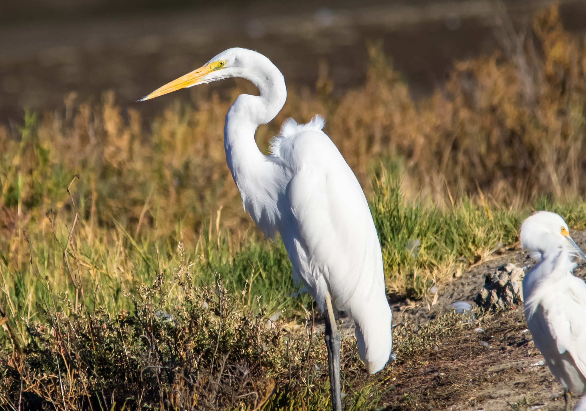 Sigma 150-500mm F5-6.3 DG OS HSM sample photo. Crane photography
