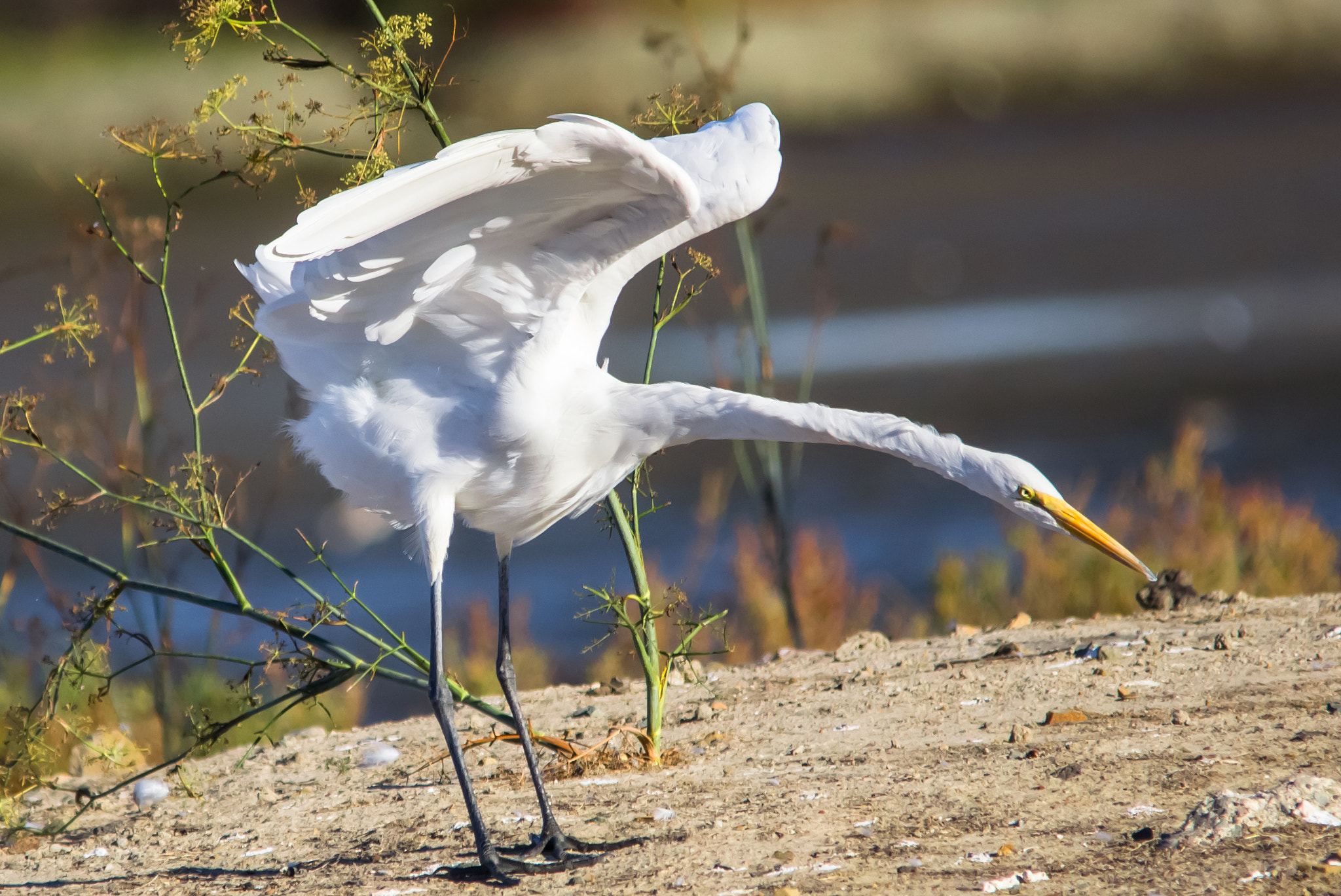 Sigma 150-500mm F5-6.3 DG OS HSM sample photo. Crane-2 photography