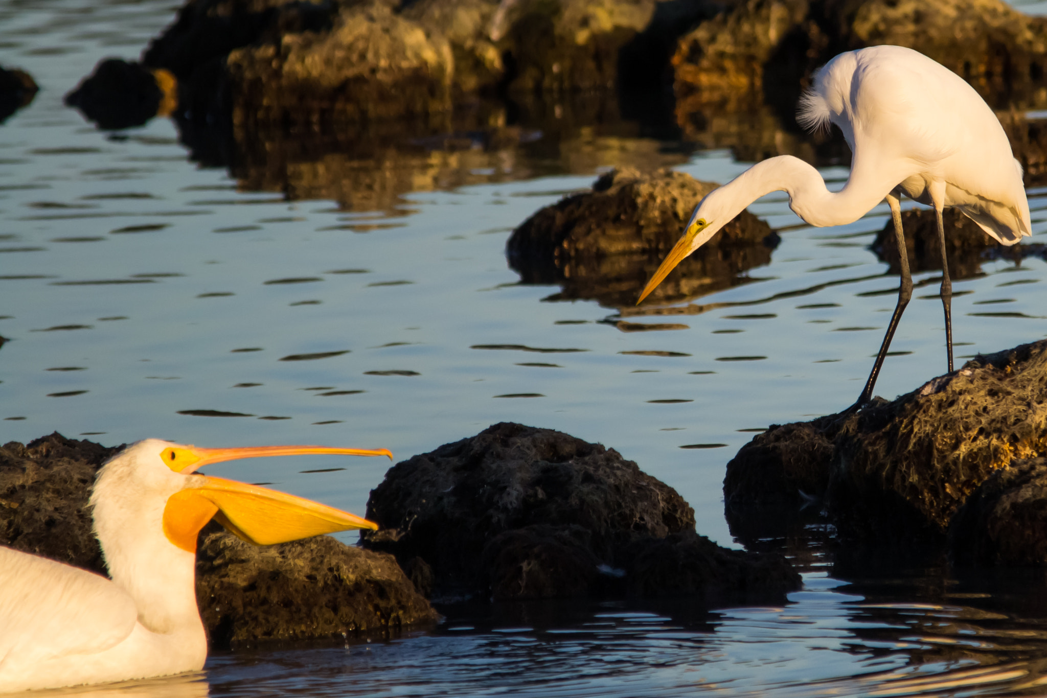 Sigma 150-500mm F5-6.3 DG OS HSM sample photo. Crane and pelican photography