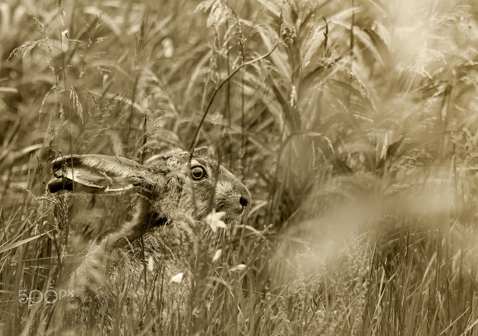 Olympus OM-D E-M5 + Olympus M.Zuiko Digital ED 40-150mm F2.8 Pro sample photo. Rabbit photography