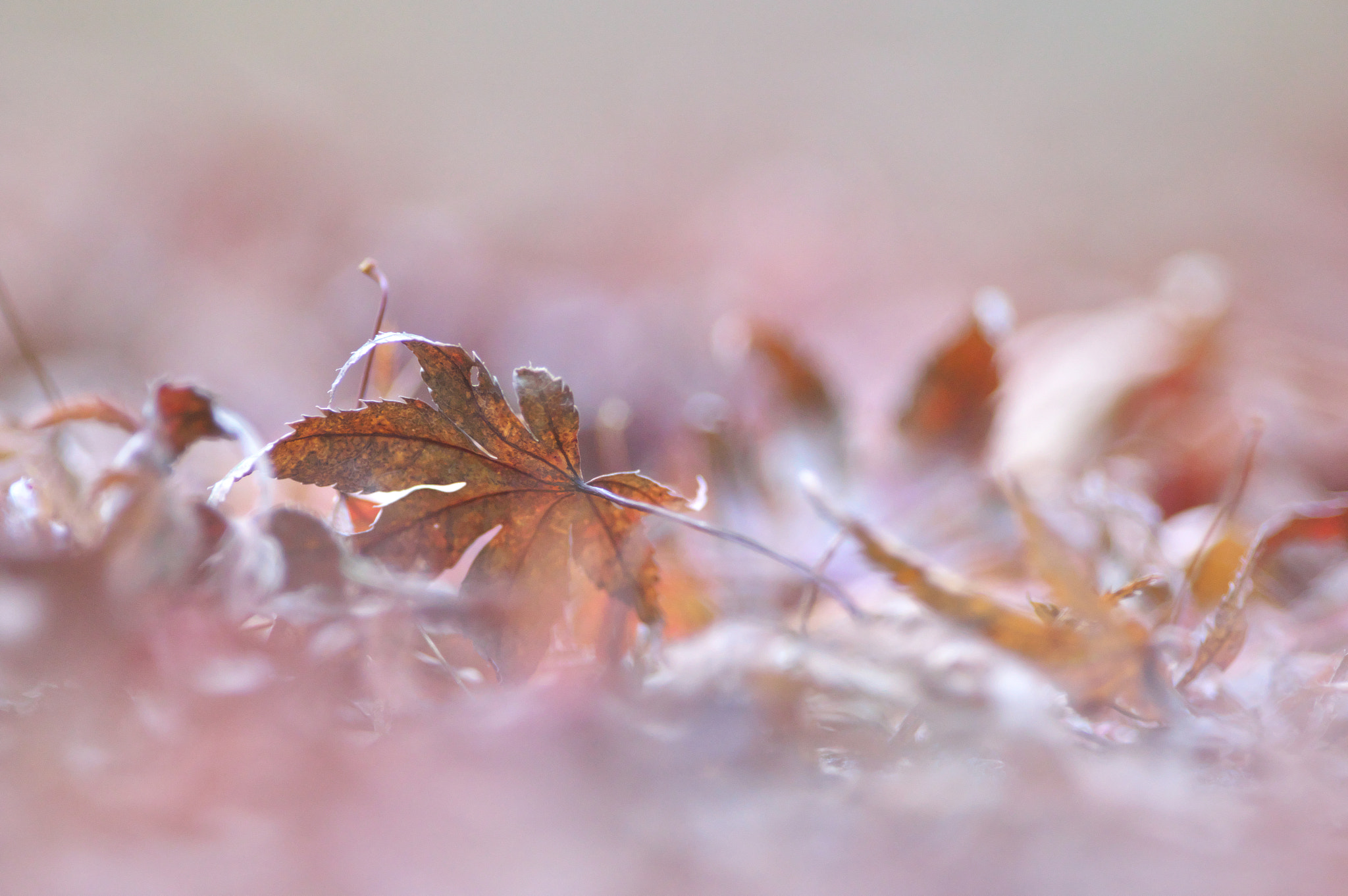 Pentax K-3 sample photo. Fallen leaves photography